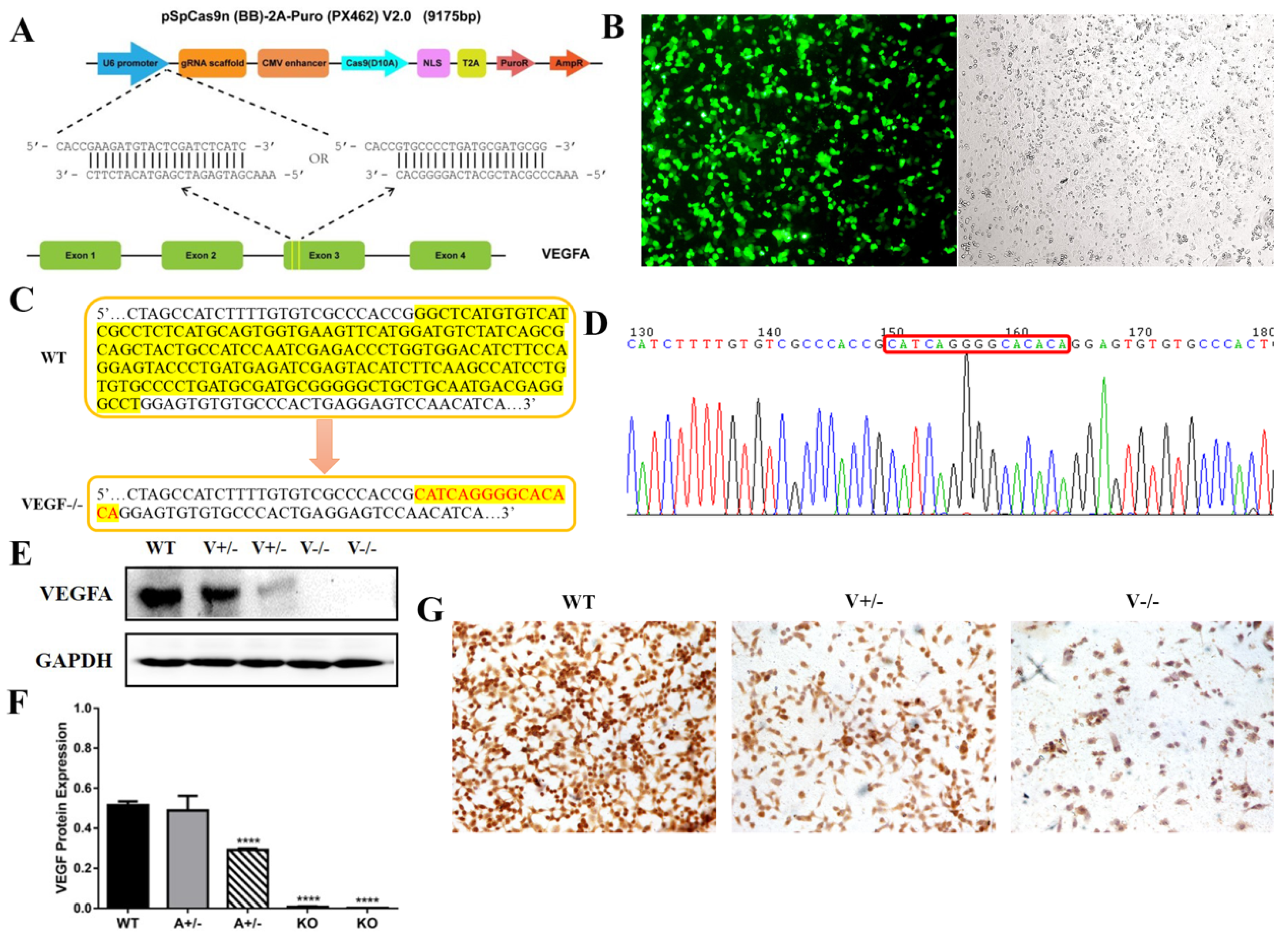 Genes 15 01266 g002 Genes 15 01266 g002