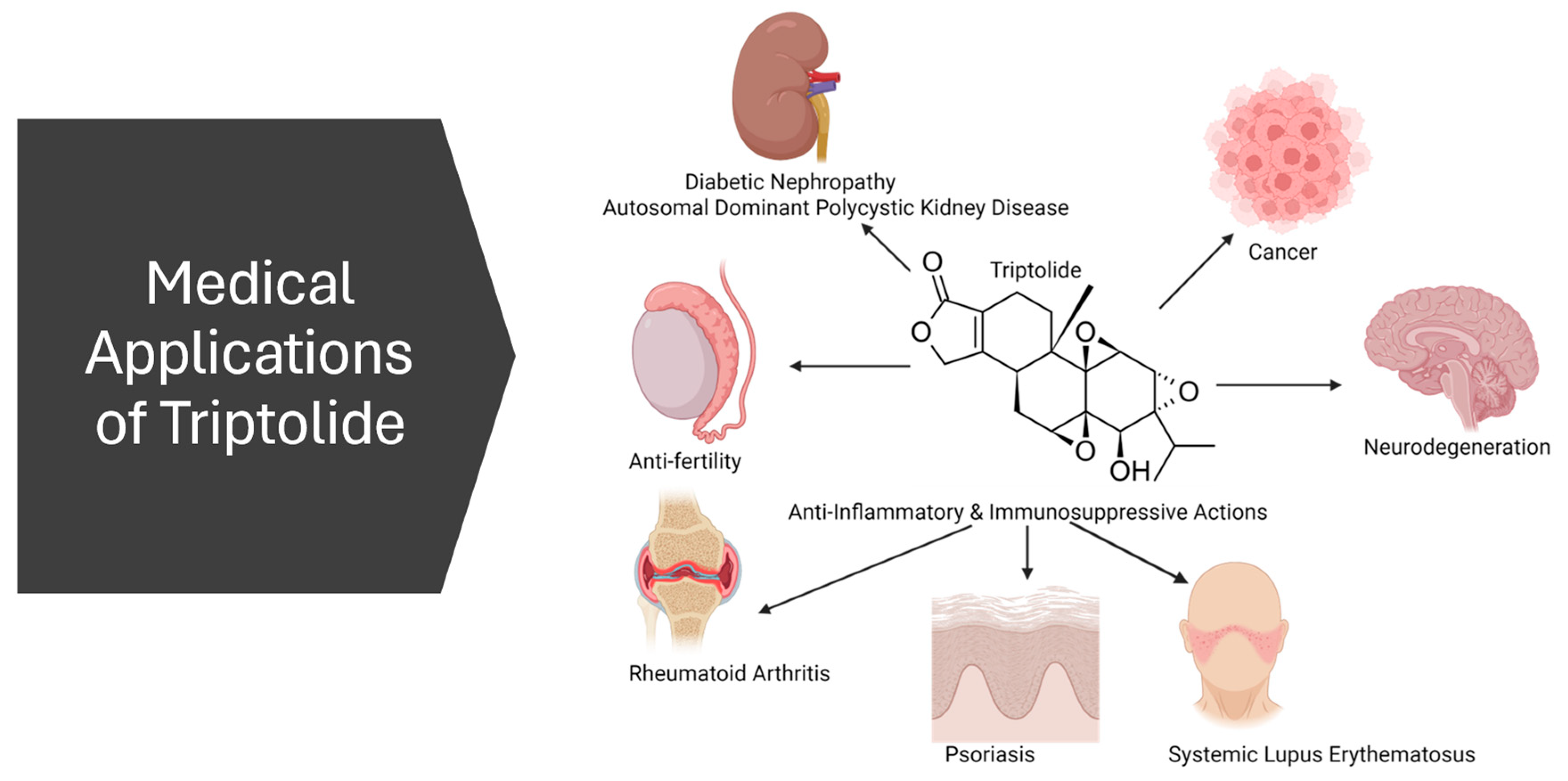 The Yin and Yang of the Natural Product Triptolide and Its