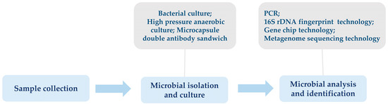佐伯13点 Advancements in the Impact of Insect Gut Microbiota on Host