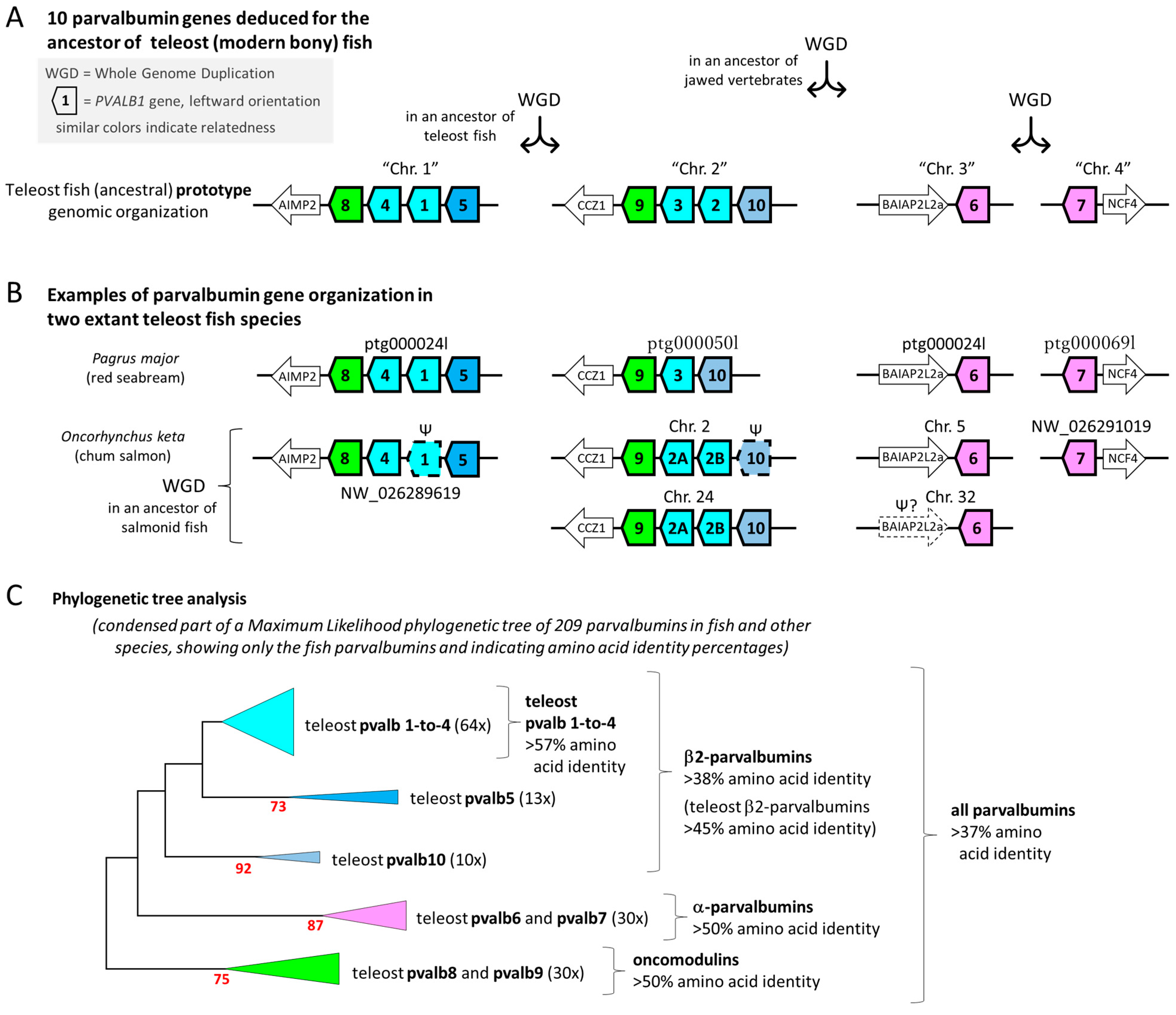 Genes 15 01337 g002