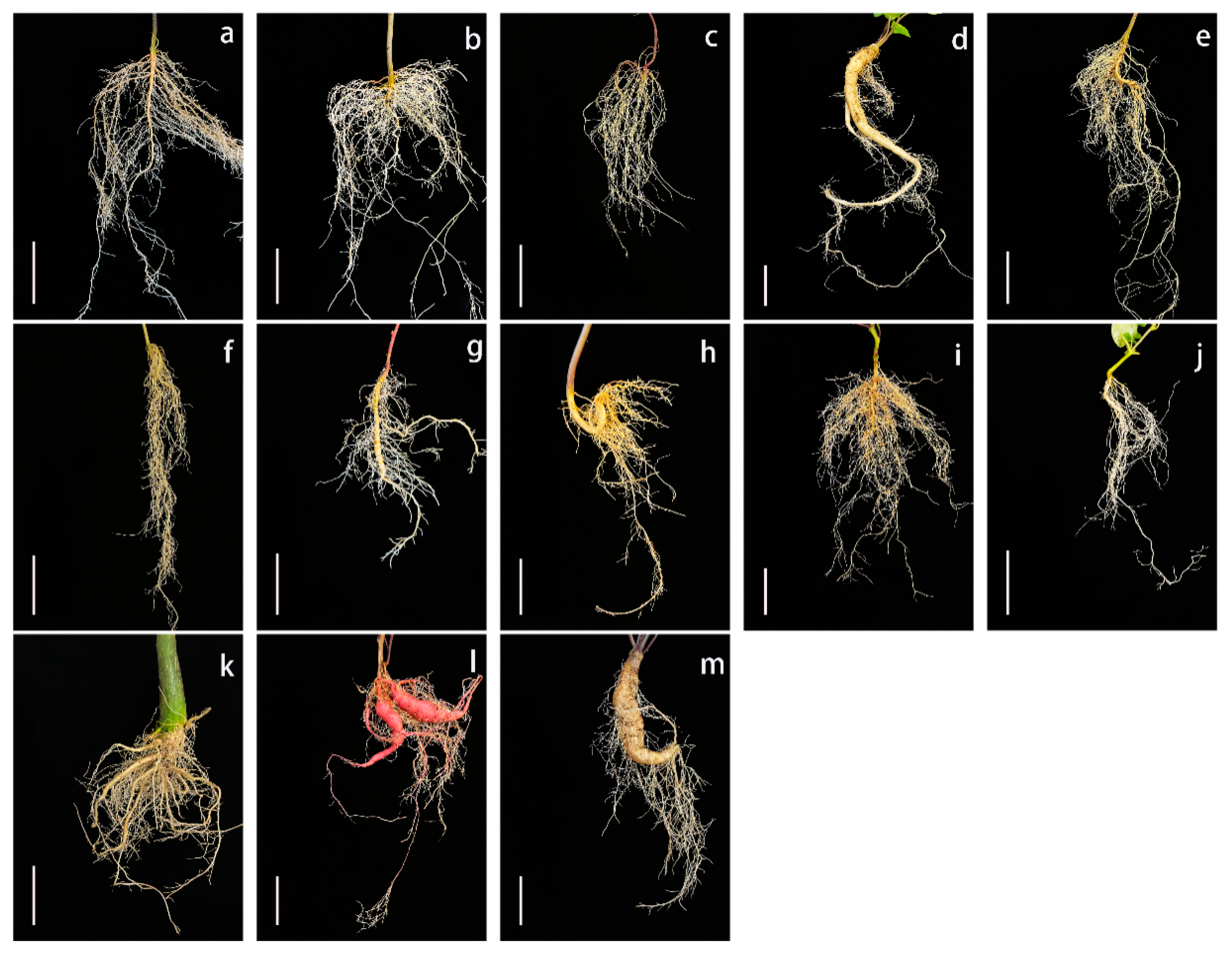 Chromosomal Localization and Diversity Analysis of 5S and