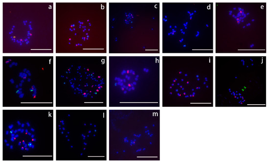 Chromosomal Localization and Diversity Analysis of 5S and