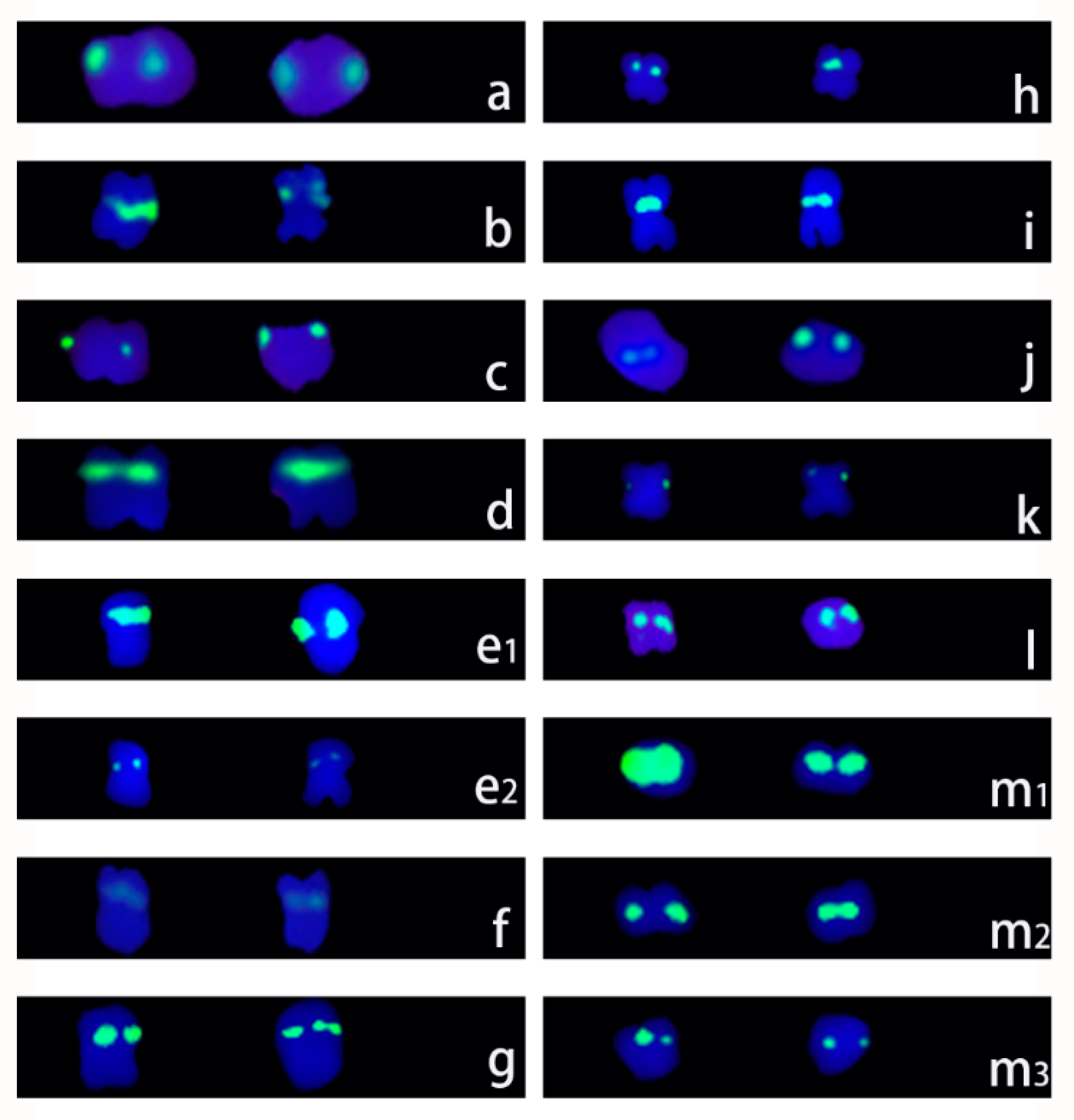 Genes 15 01340 g003 Genes 15 01340 g003