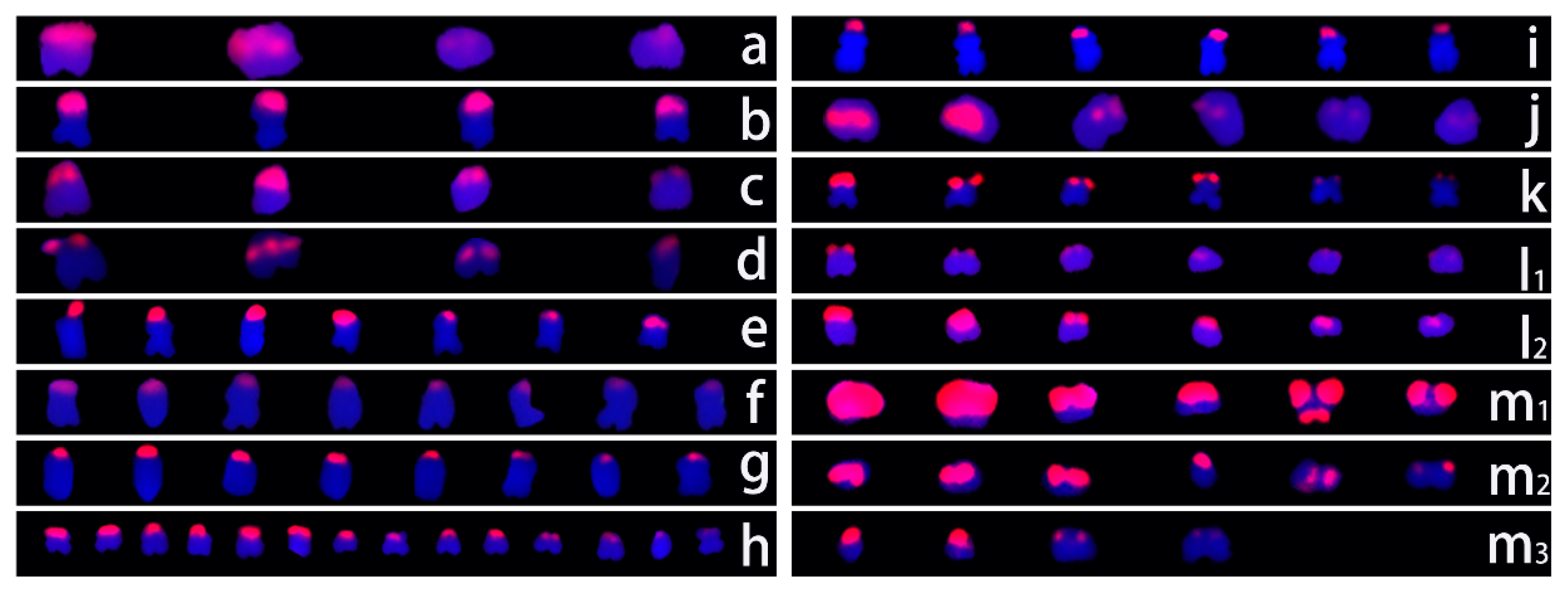 shin Chromosomal Localization and Diversity Analysis of 5S and
