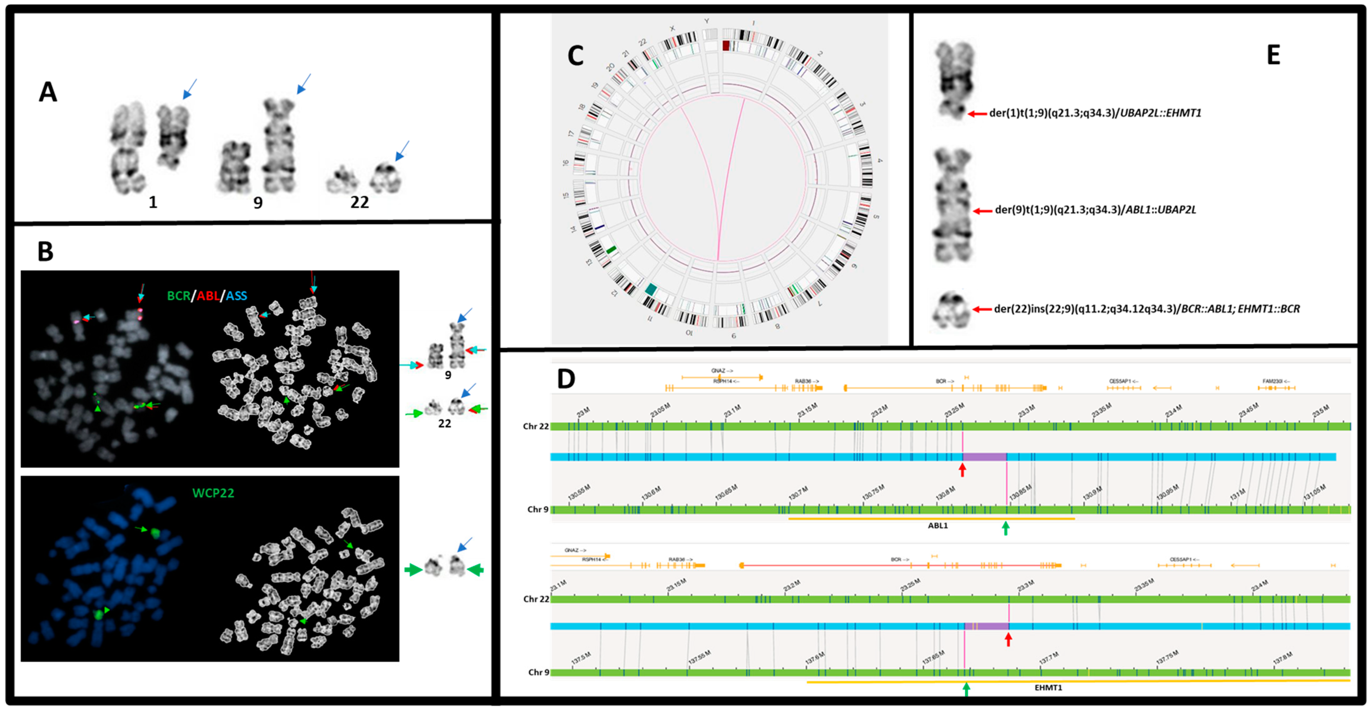 Genes 15 01357 g001