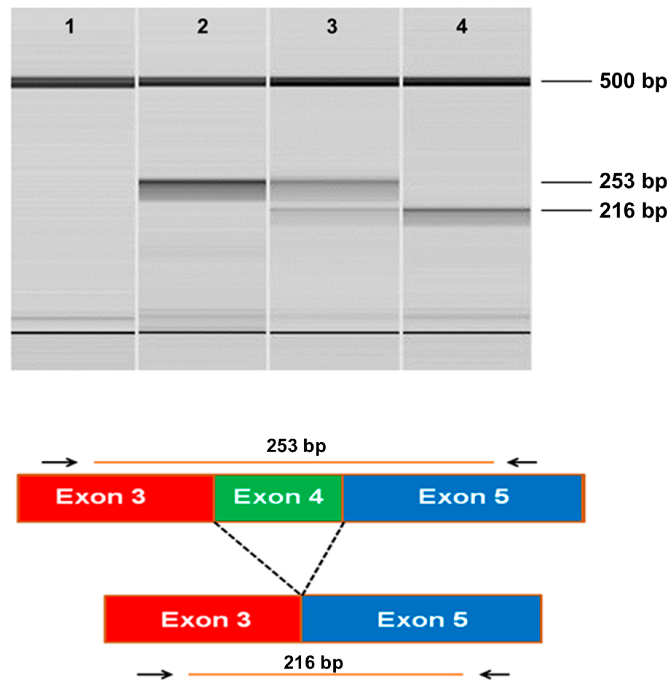 Genes 15 01378 g004