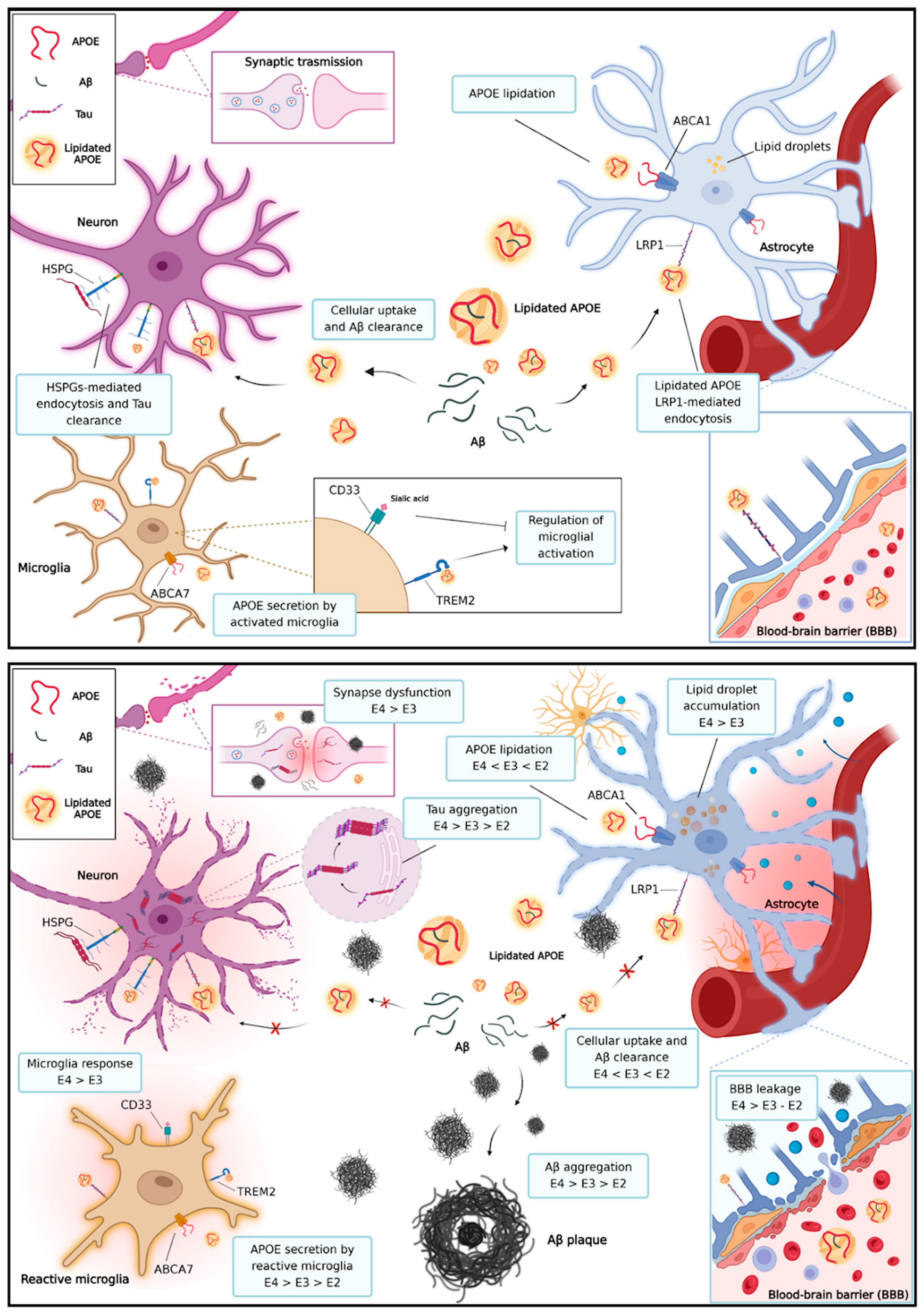 Genes 15 01397 g003 Genes 15 01397 g003