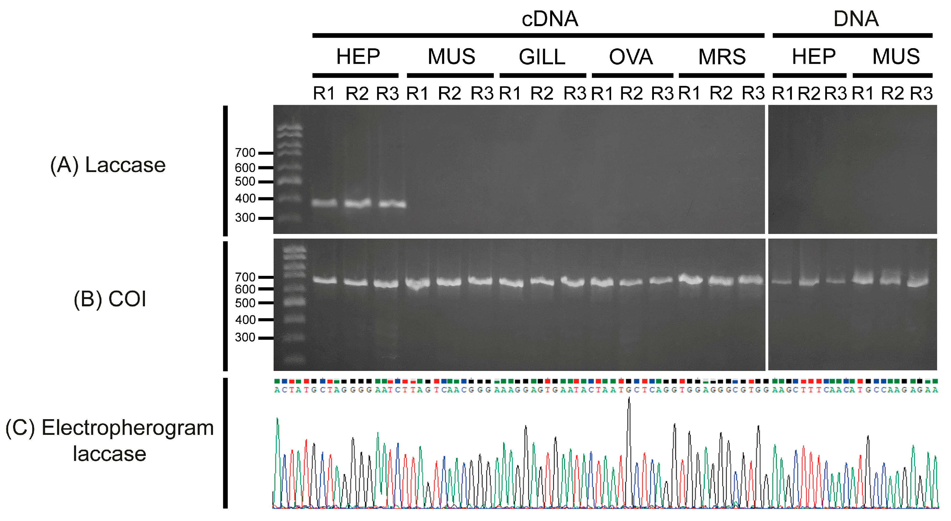 Genes 15 01416 g005