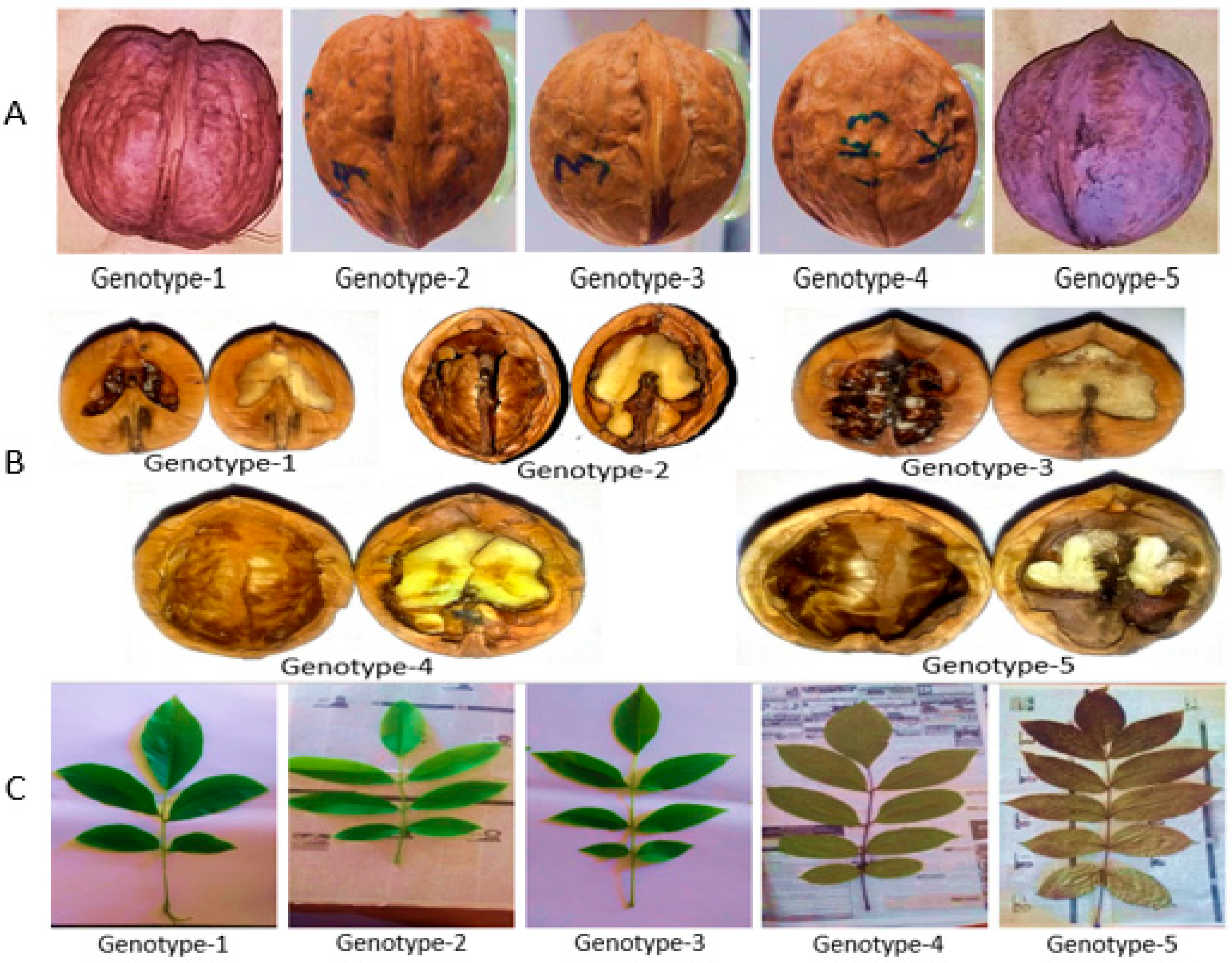 Genes 15 01417 g001 Genes 15 01417 g001