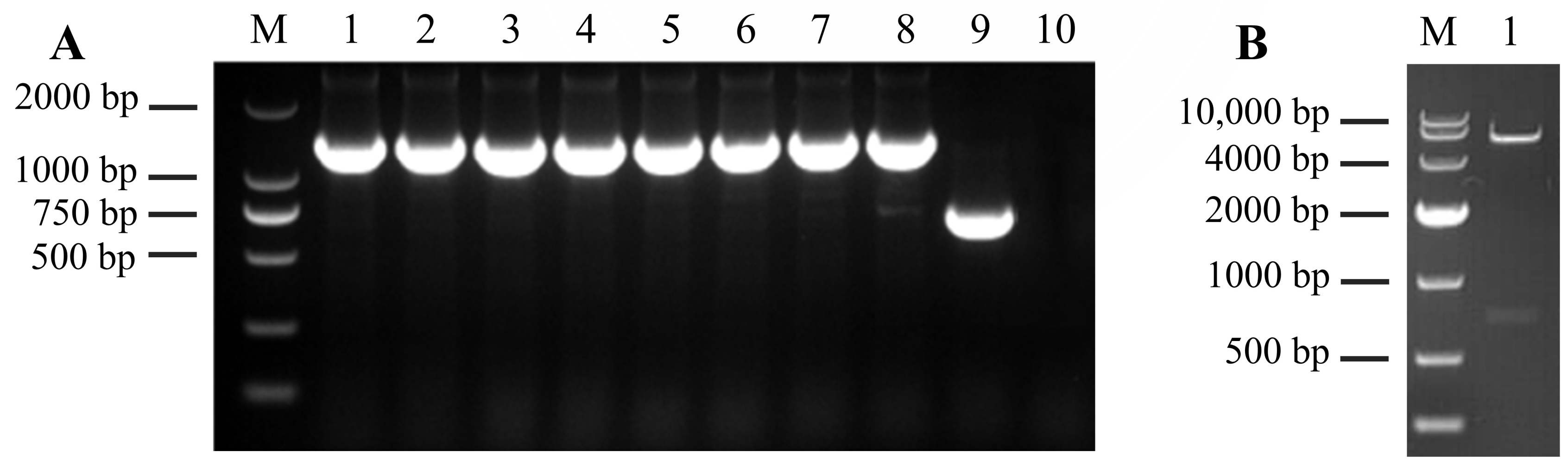 Genes 15 01437 g001
