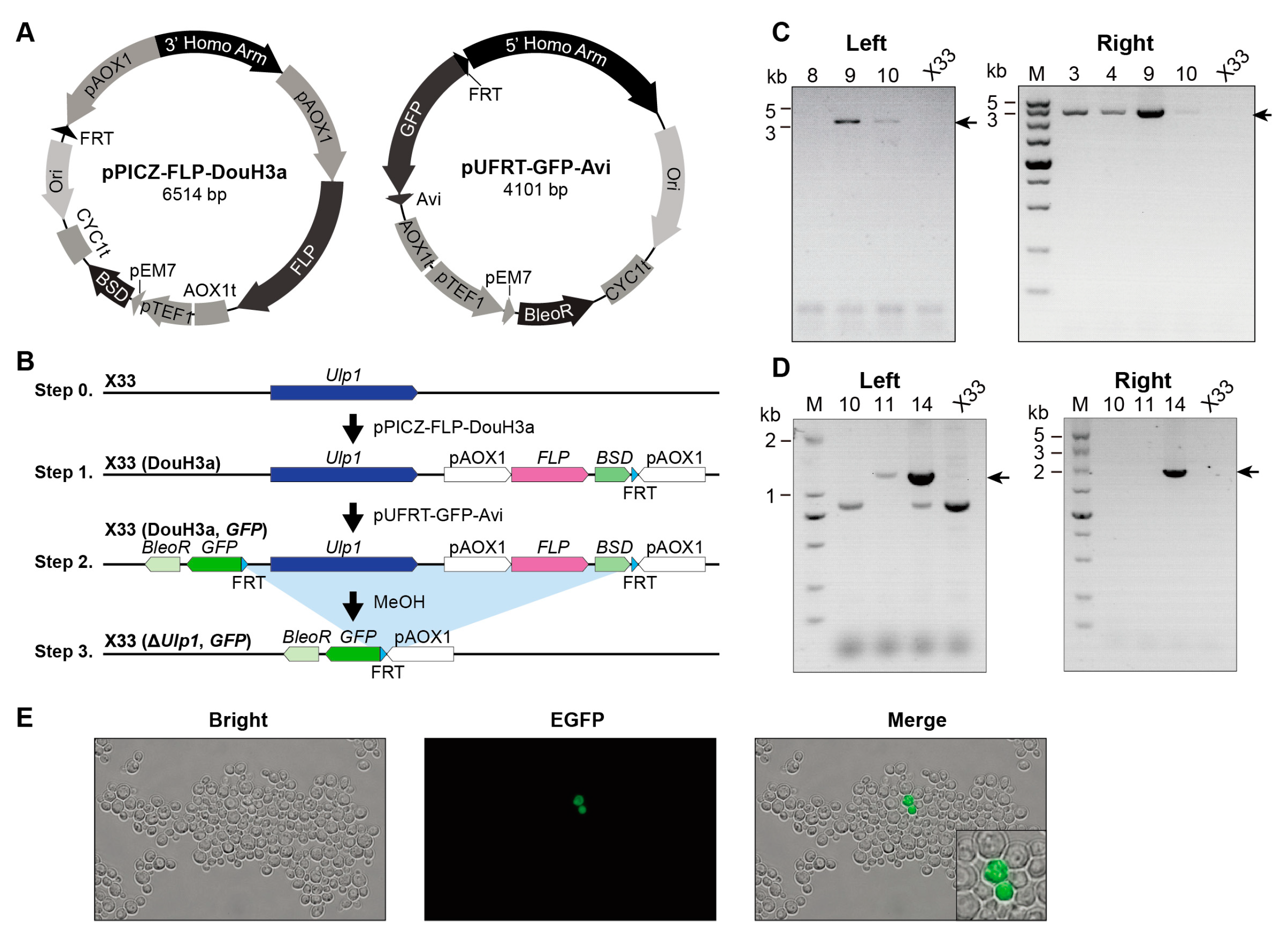 Genes 15 01459 g002 Genes 15 01459 g002
