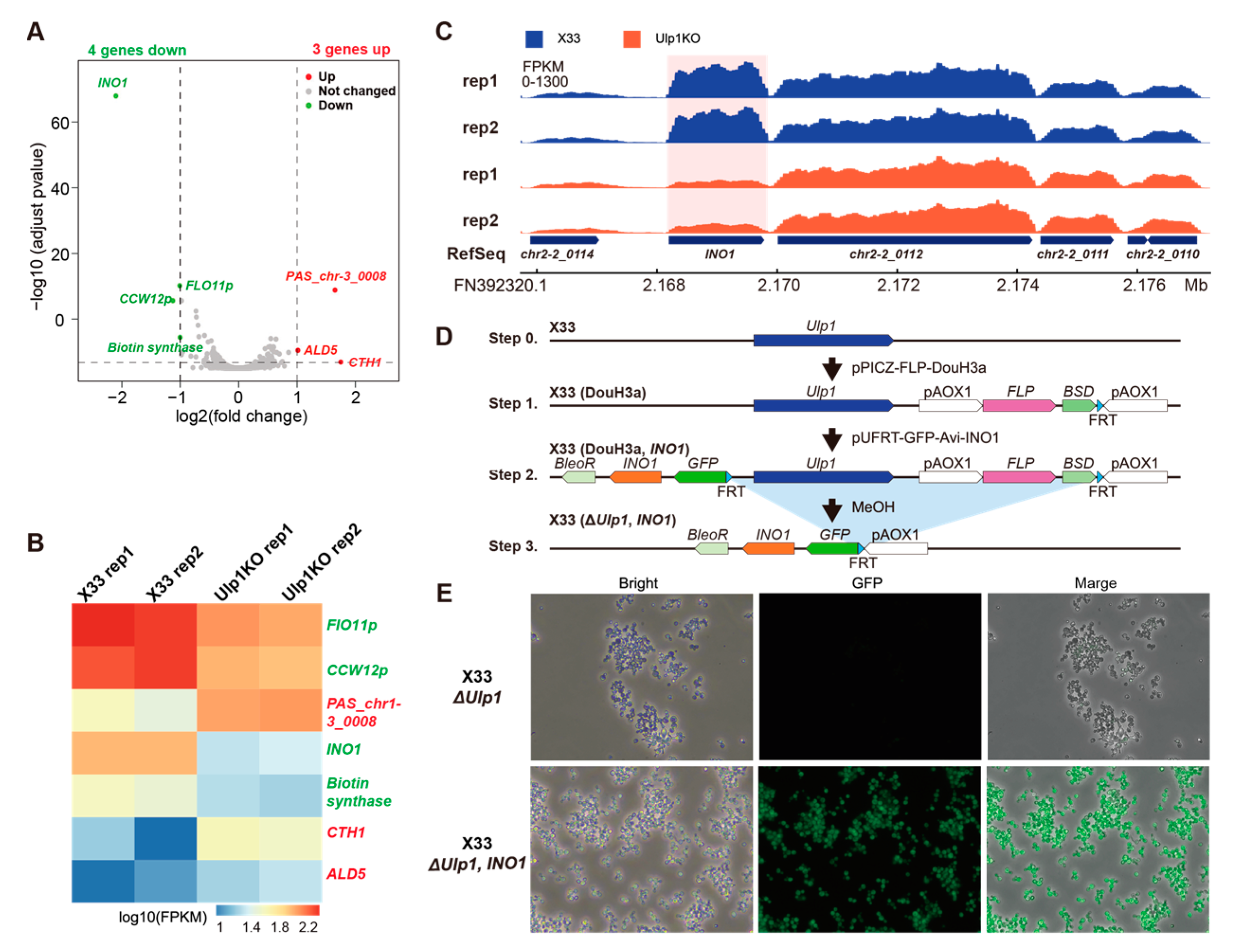 Genes 15 01459 g003 Genes 15 01459 g003