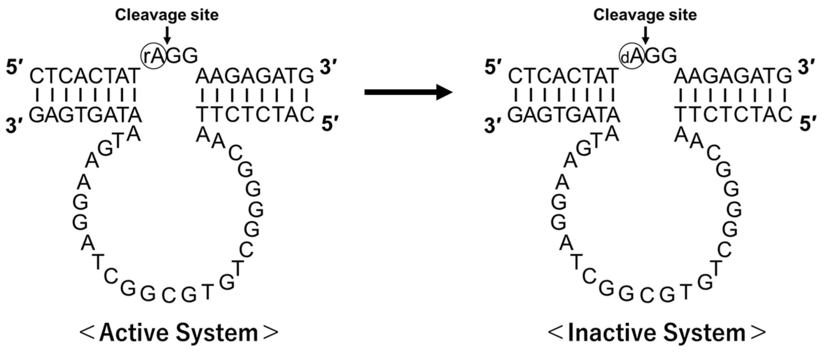 Genes 15 01481 g001