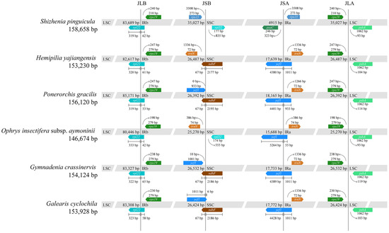 Characterization and Phylogenetic Analysis of the First Complete