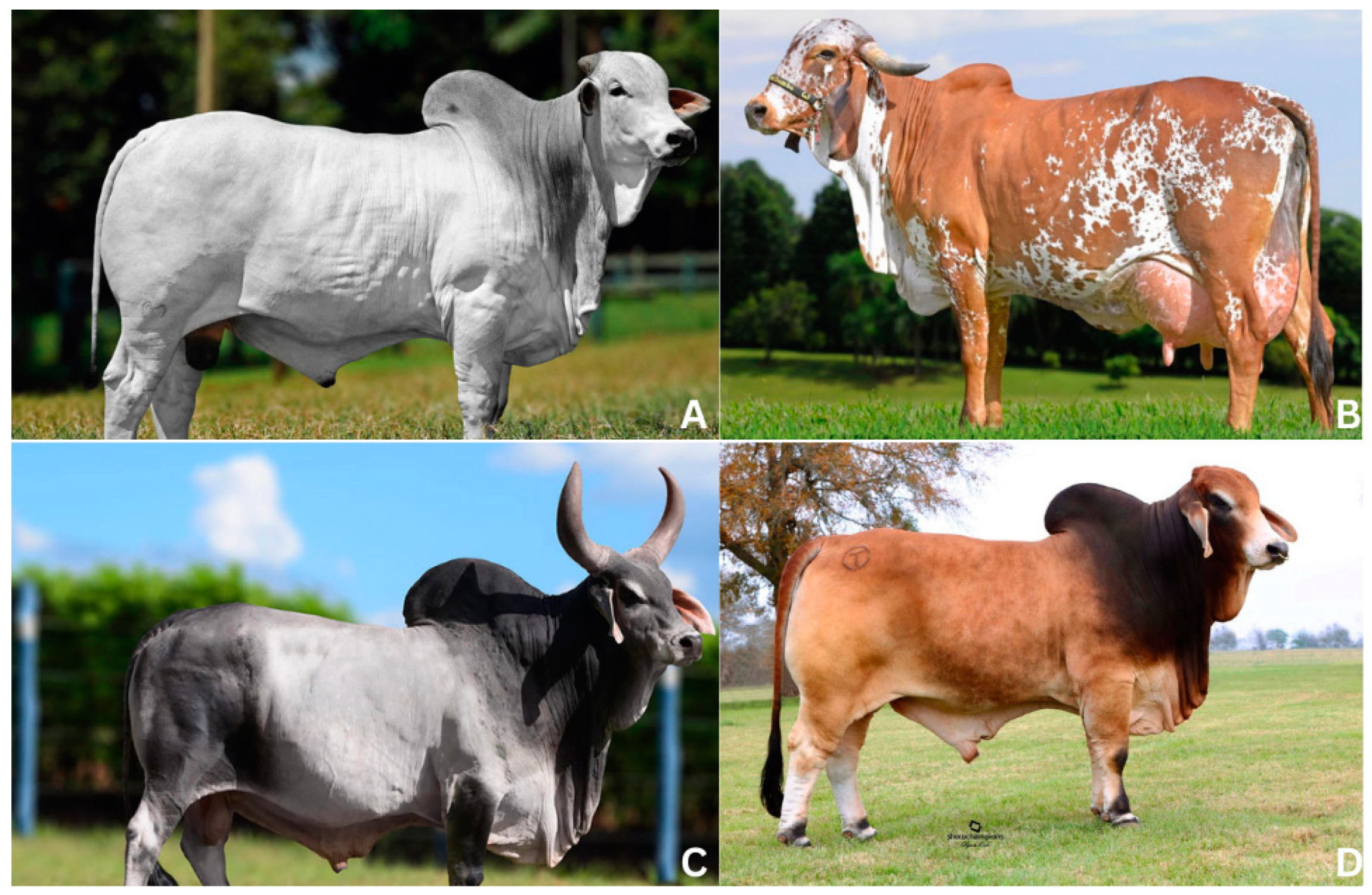 Genes 15 01495 g001 Genes 15 01495 g001