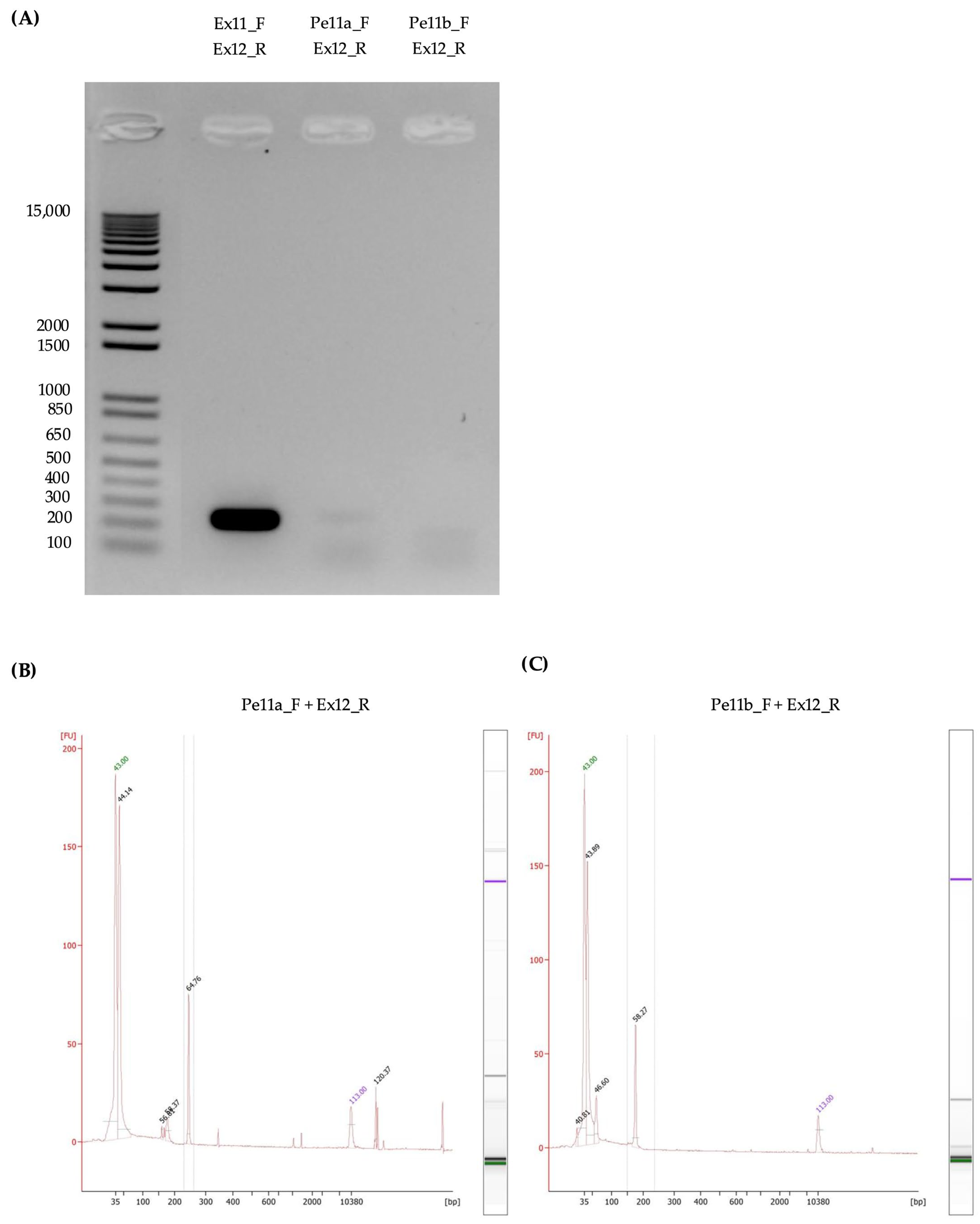 Genes 15 01503 g008