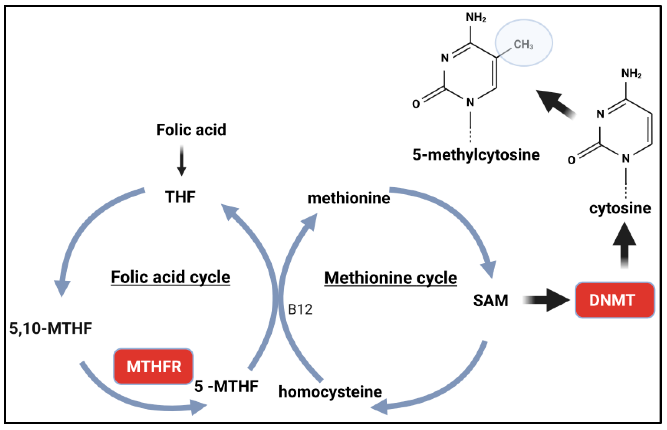 Genes 15 01504 g001 Genes 15 01504 g001