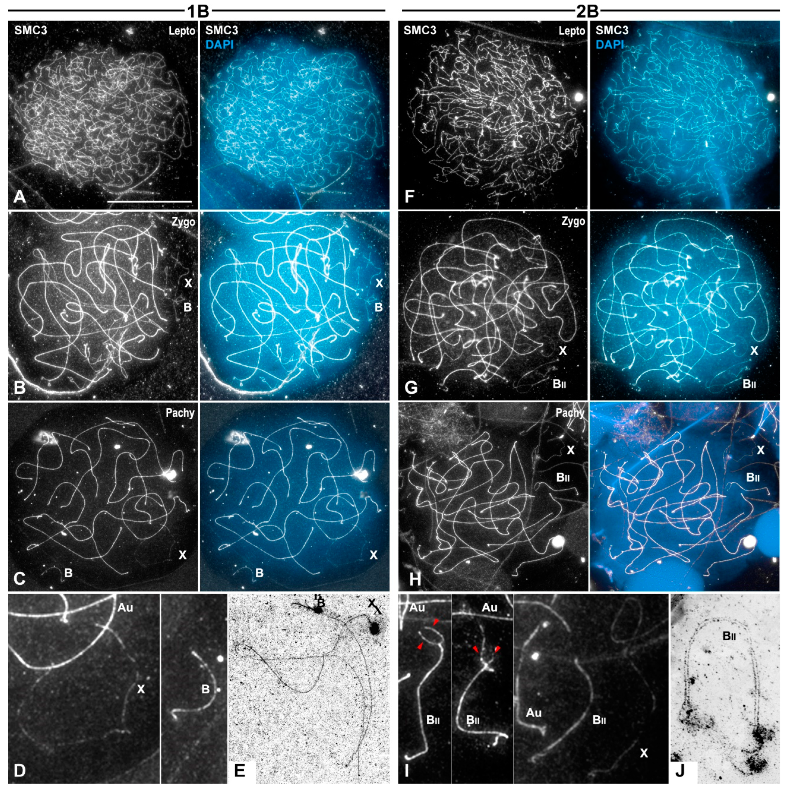 Genes 15 01512 g001 Genes 15 01512 g001