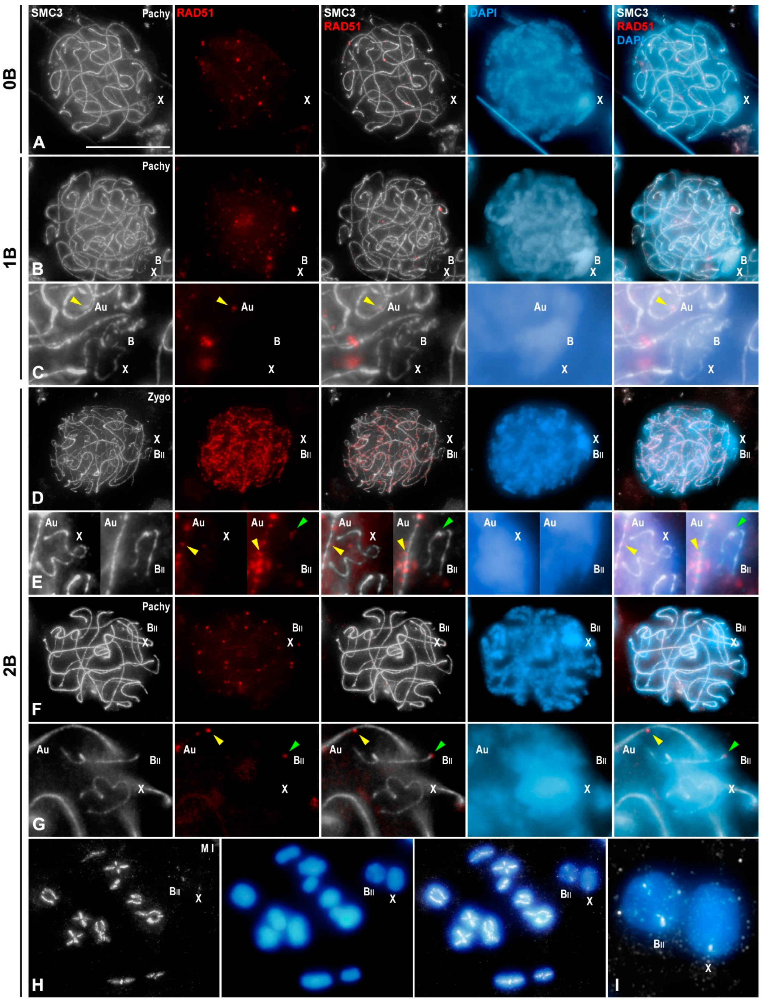 Genes 15 01512 g002 Genes 15 01512 g002