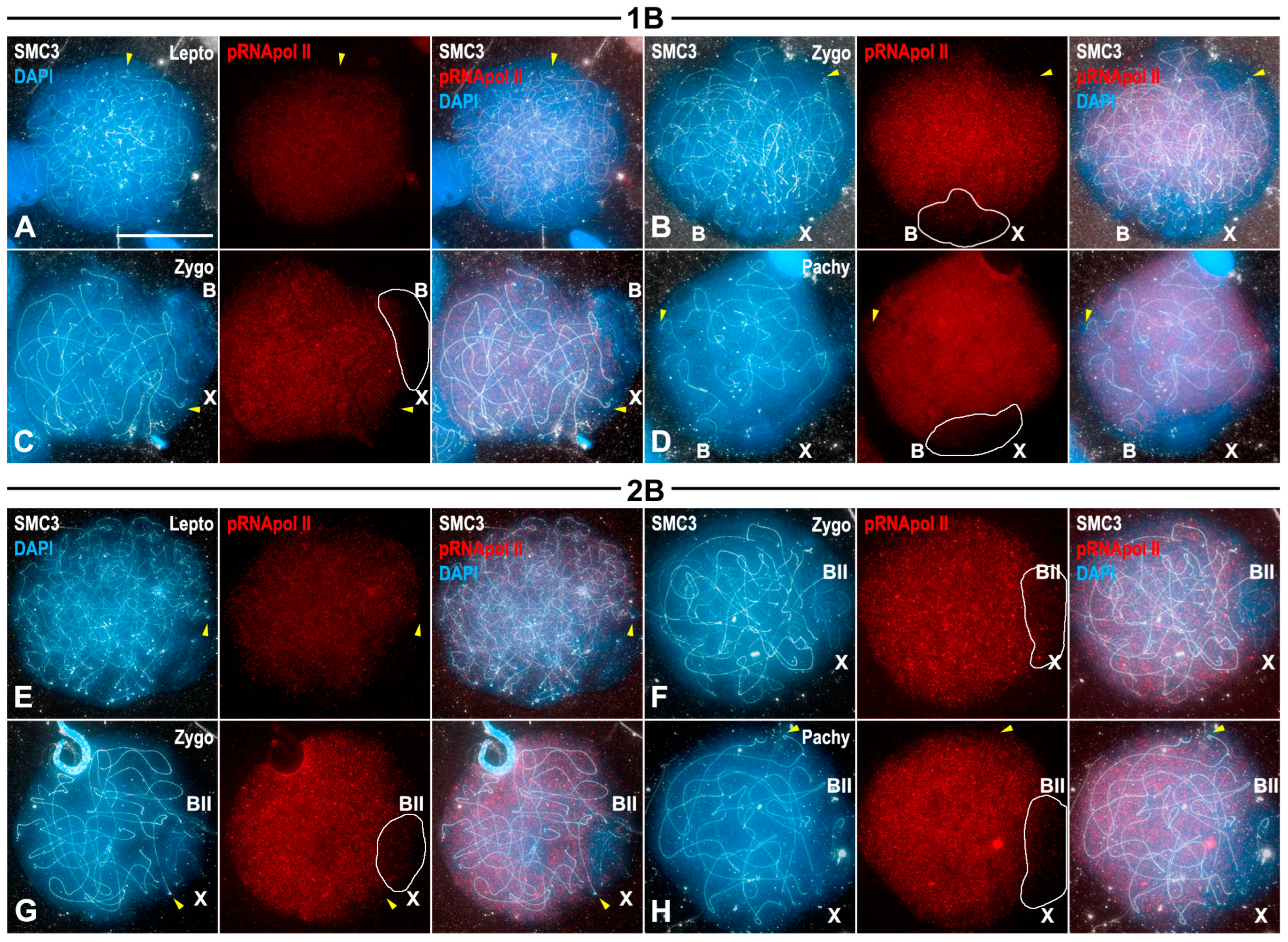 Genes 15 01512 g003 Genes 15 01512 g003