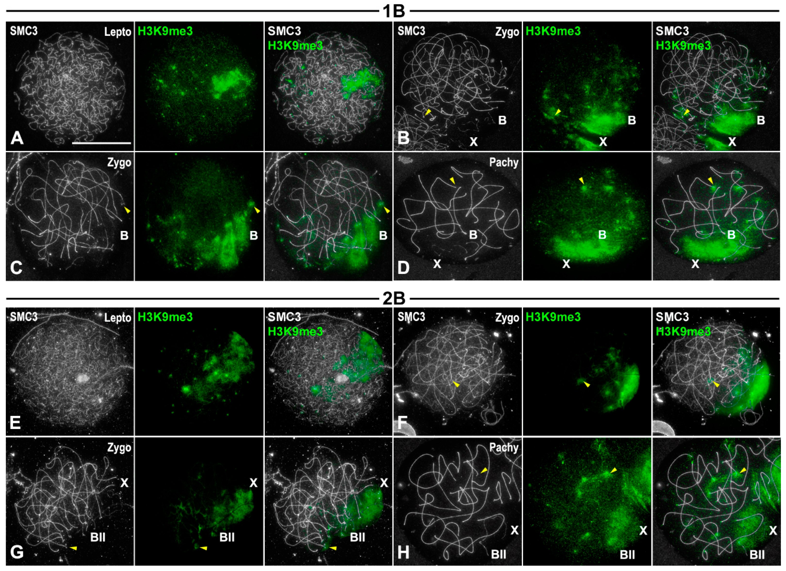 Genes 15 01512 g004 Genes 15 01512 g004