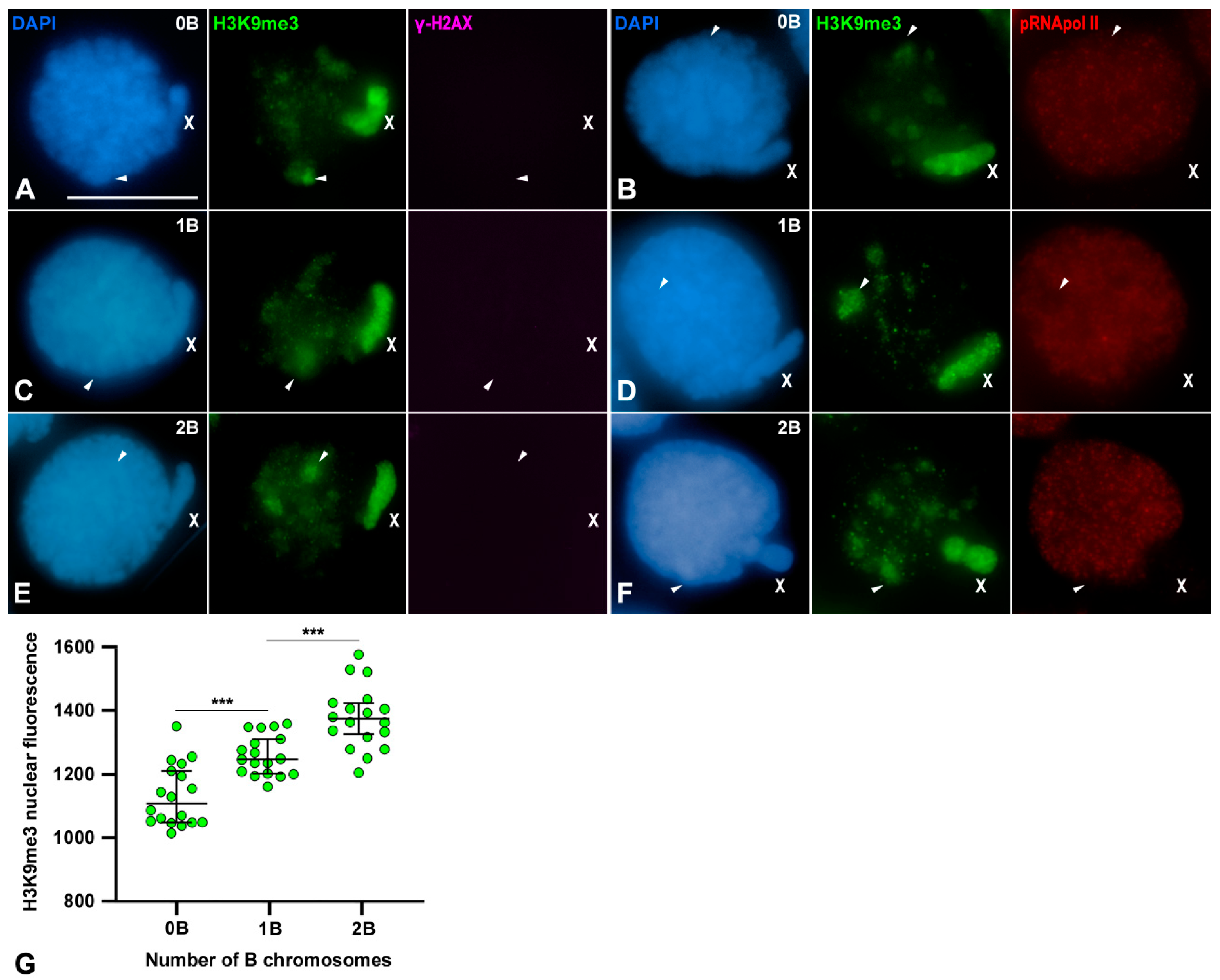 Genes 15 01512 g006 Genes 15 01512 g006