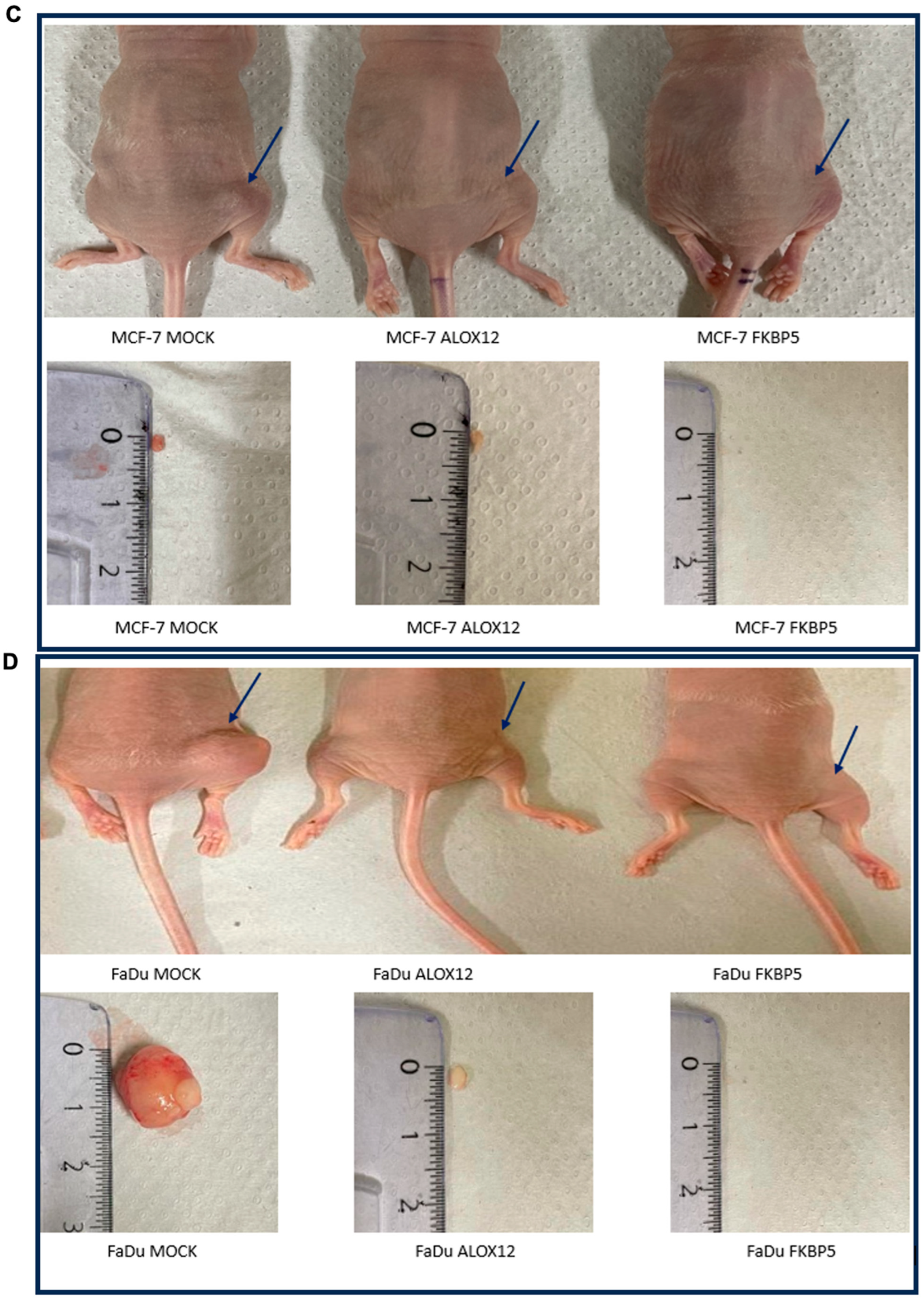 Genes 15 01531 g006b