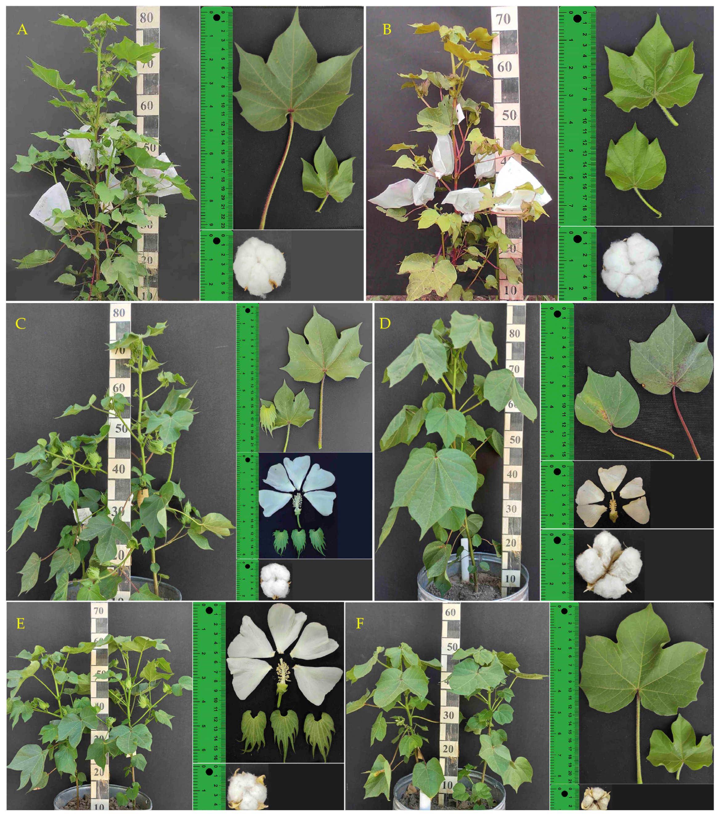 Genes 15 01533 g001 Genes 15 01533 g001