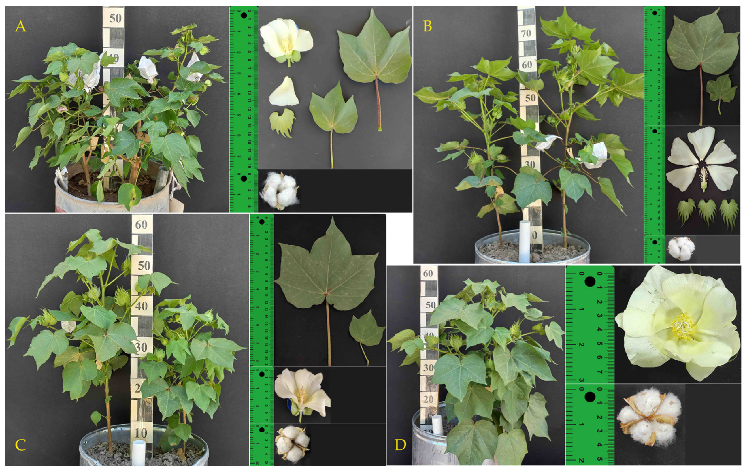 Genes 15 01533 g002 Genes 15 01533 g002