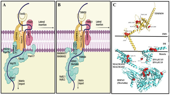 Hotspots for Disease-Causing Mutations in the Mitochondrial TIM23 