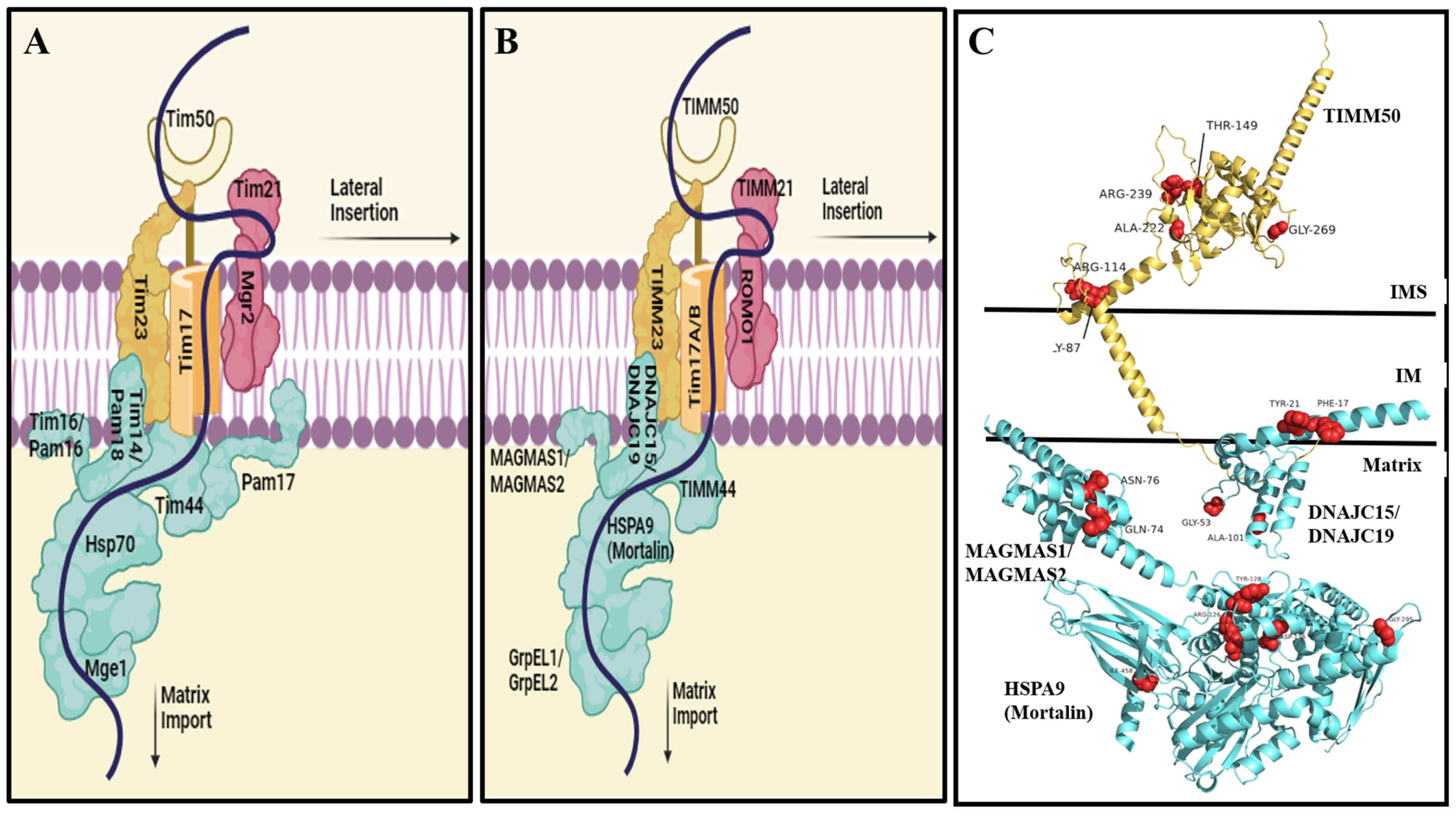 Genes 15 01534 g001 Genes 15 01534 g001