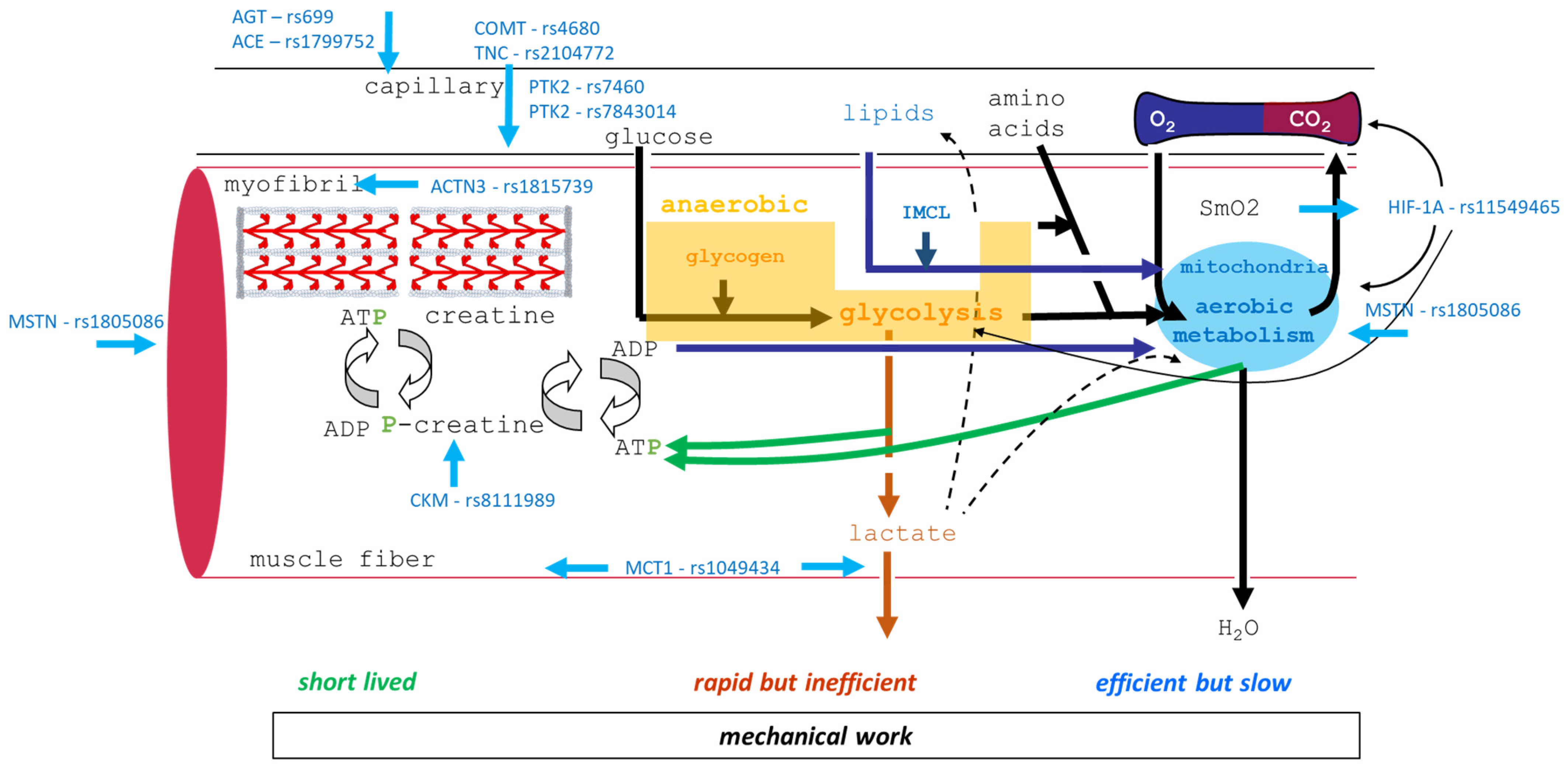 Genes 15 01535 g010 Genes 15 01535 g010