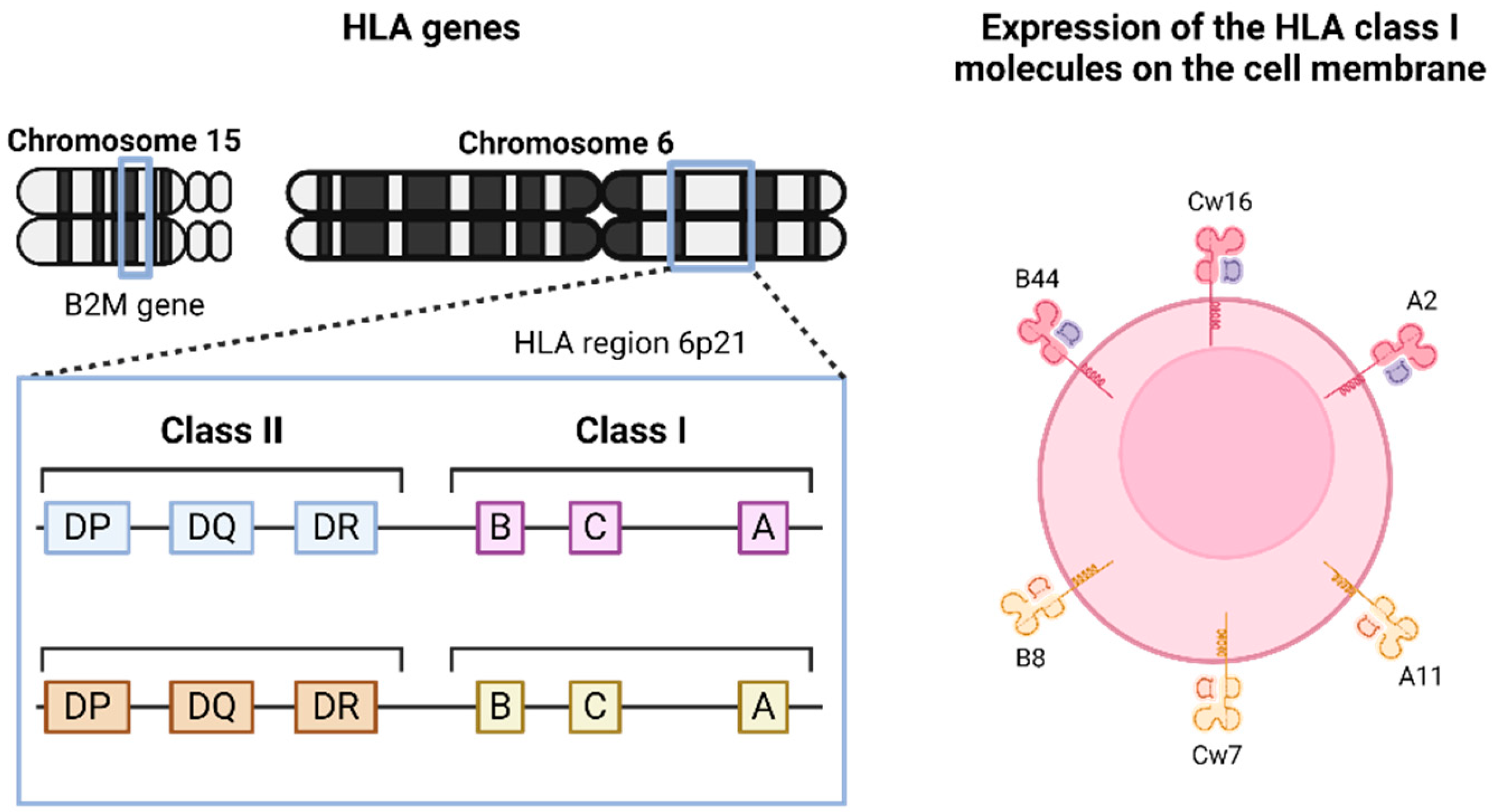 Genes 15 01542 g001 Genes 15 01542 g001