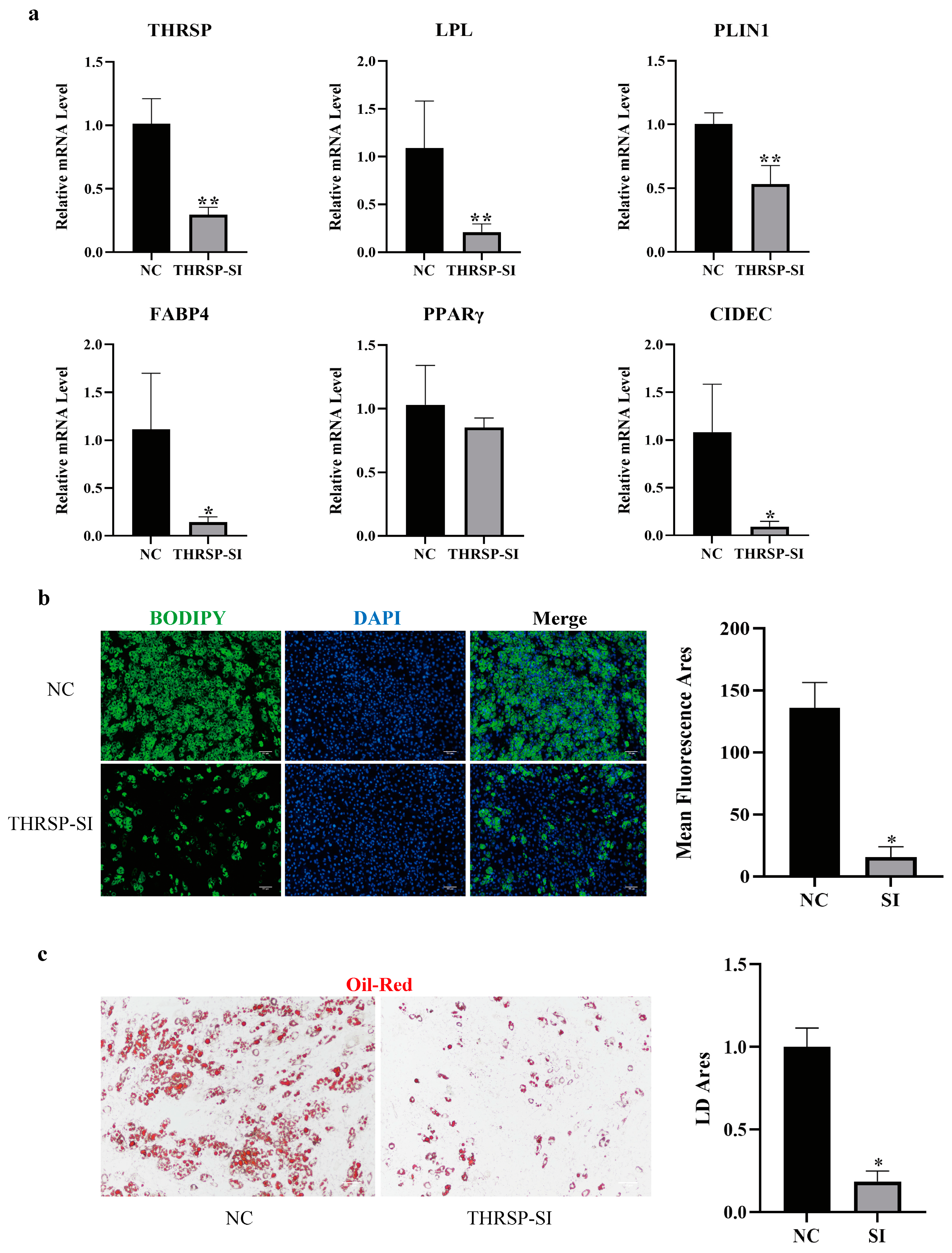 Genes 15 01562 g001 Genes 15 01562 g001