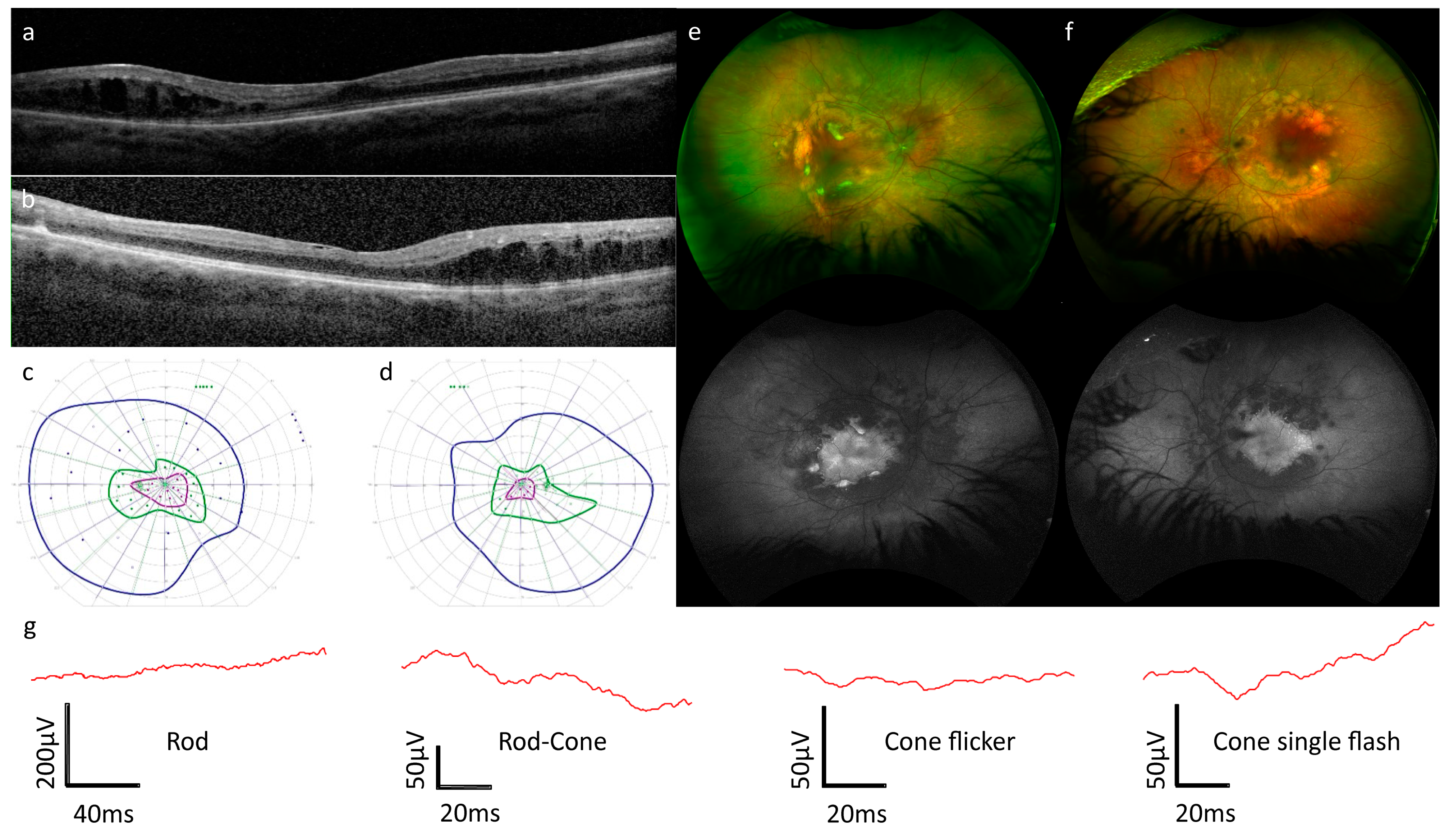 Genes 15 01594 g002 Genes 15 01594 g002