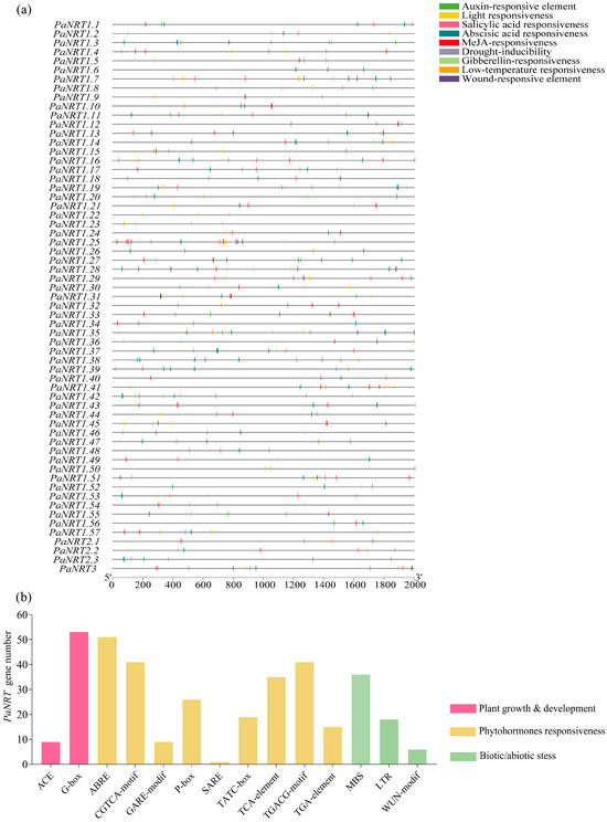 Genome-Wide Identification and Expression Analysis of PaNRT