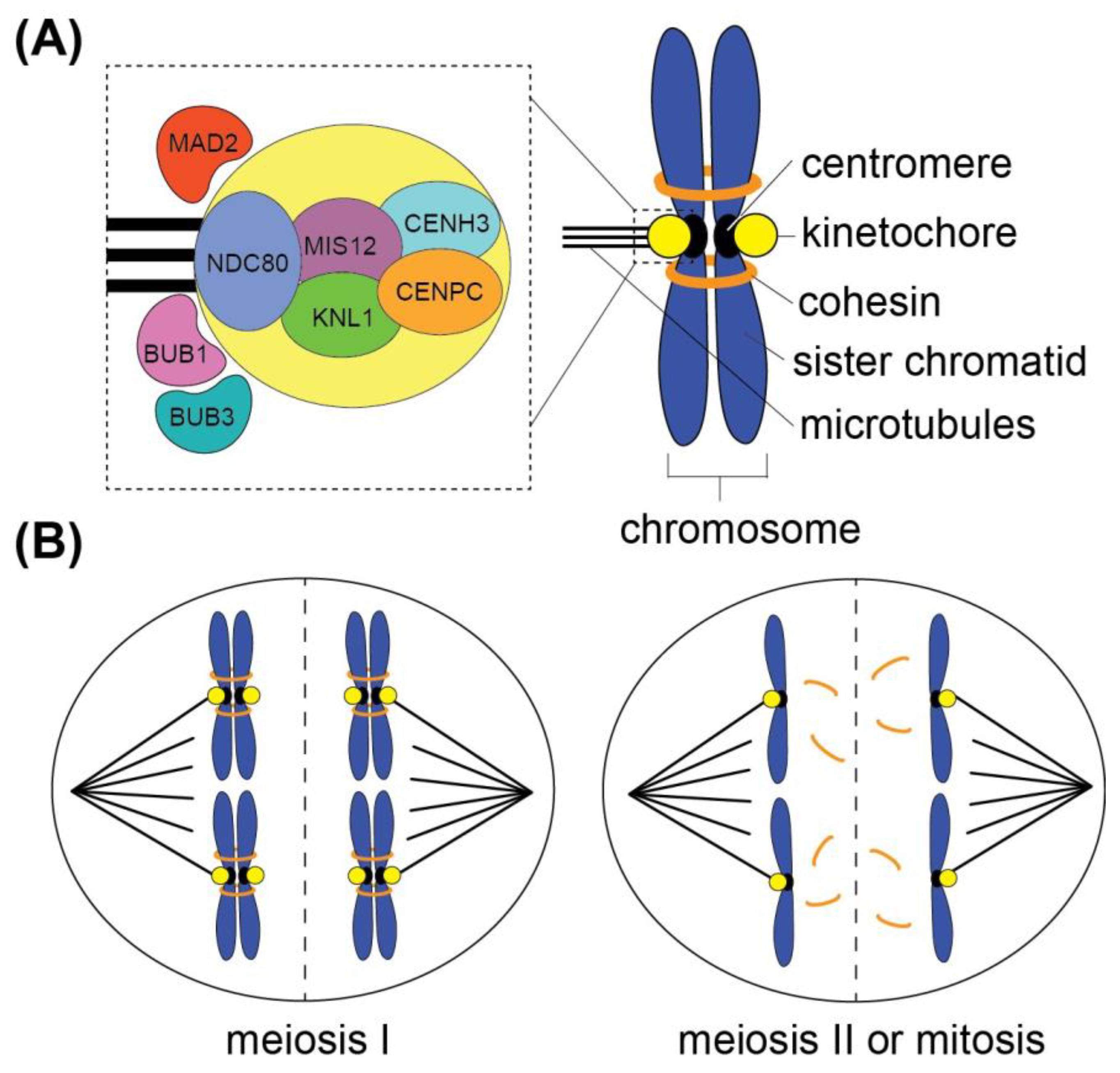 Genes 15 01606 g001 Genes 15 01606 g001