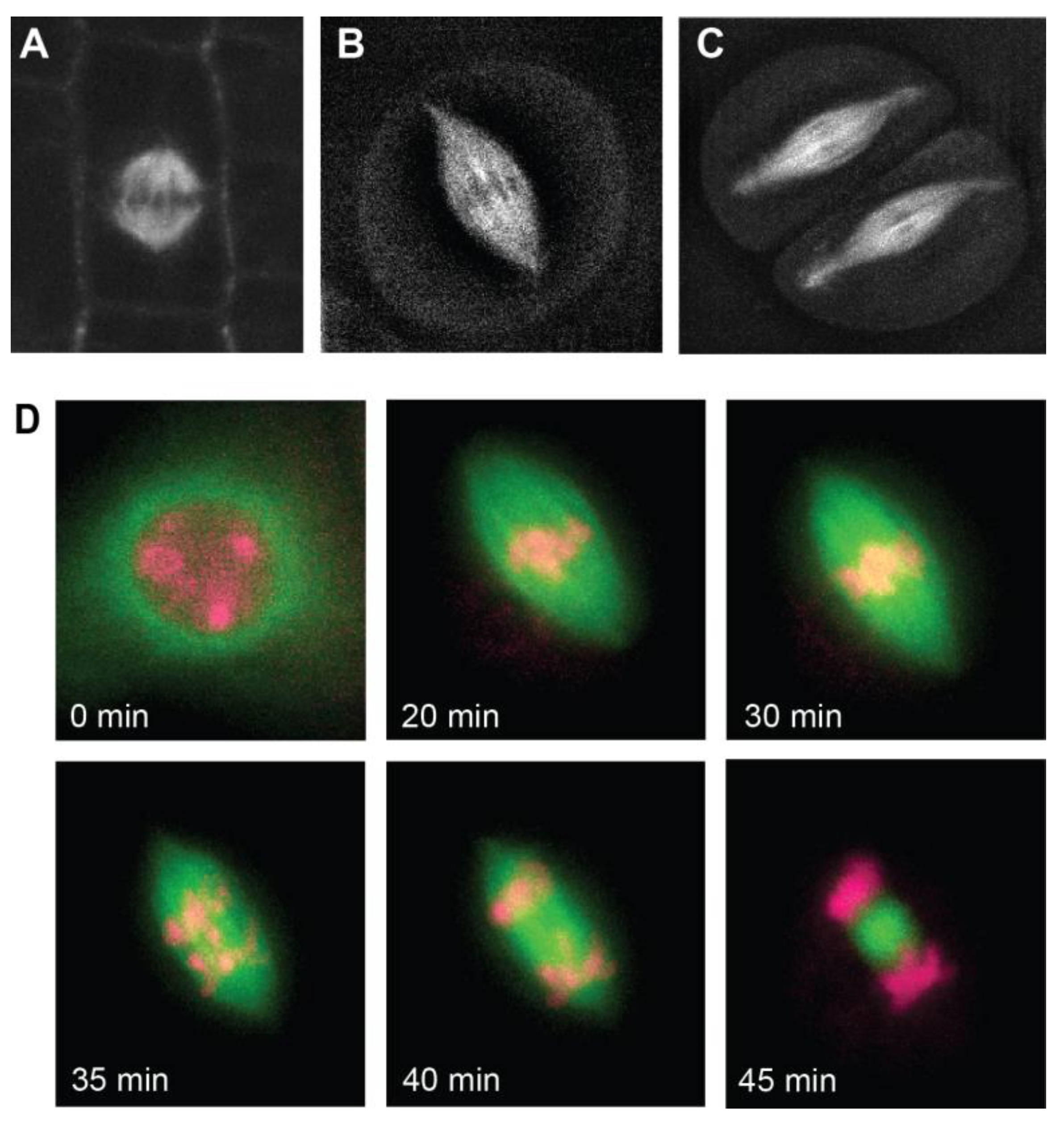 Genes 15 01606 g002 Genes 15 01606 g002