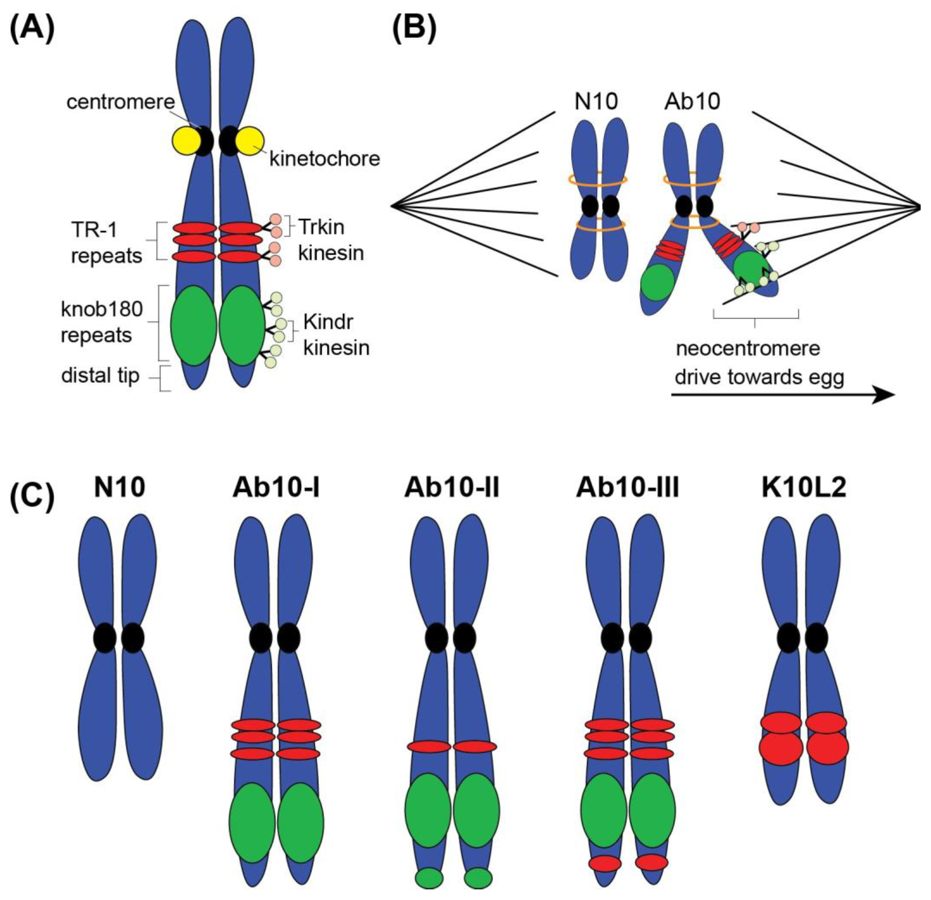 Genes 15 01606 g003 Genes 15 01606 g003