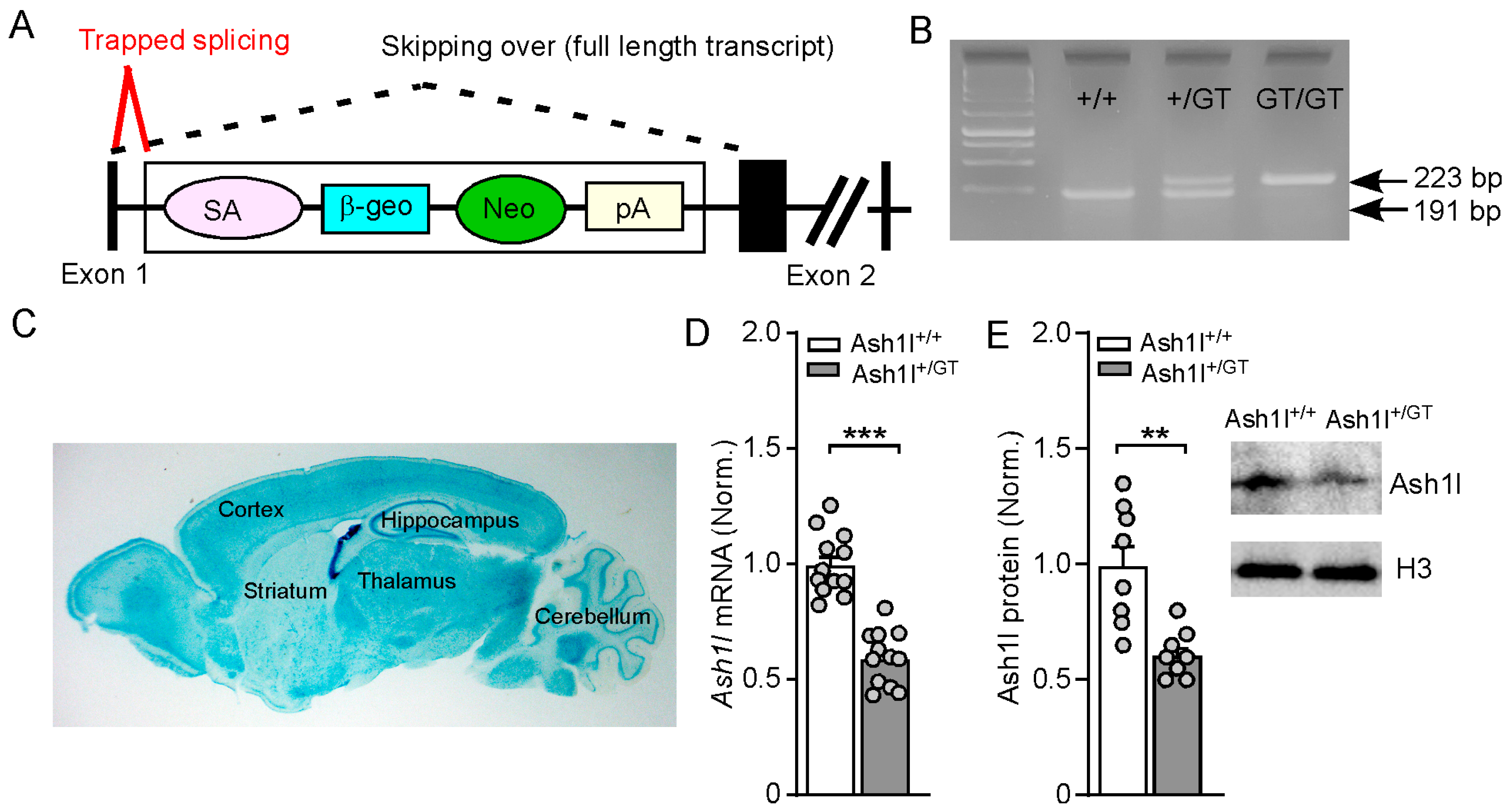 Genes 15 01619 g001