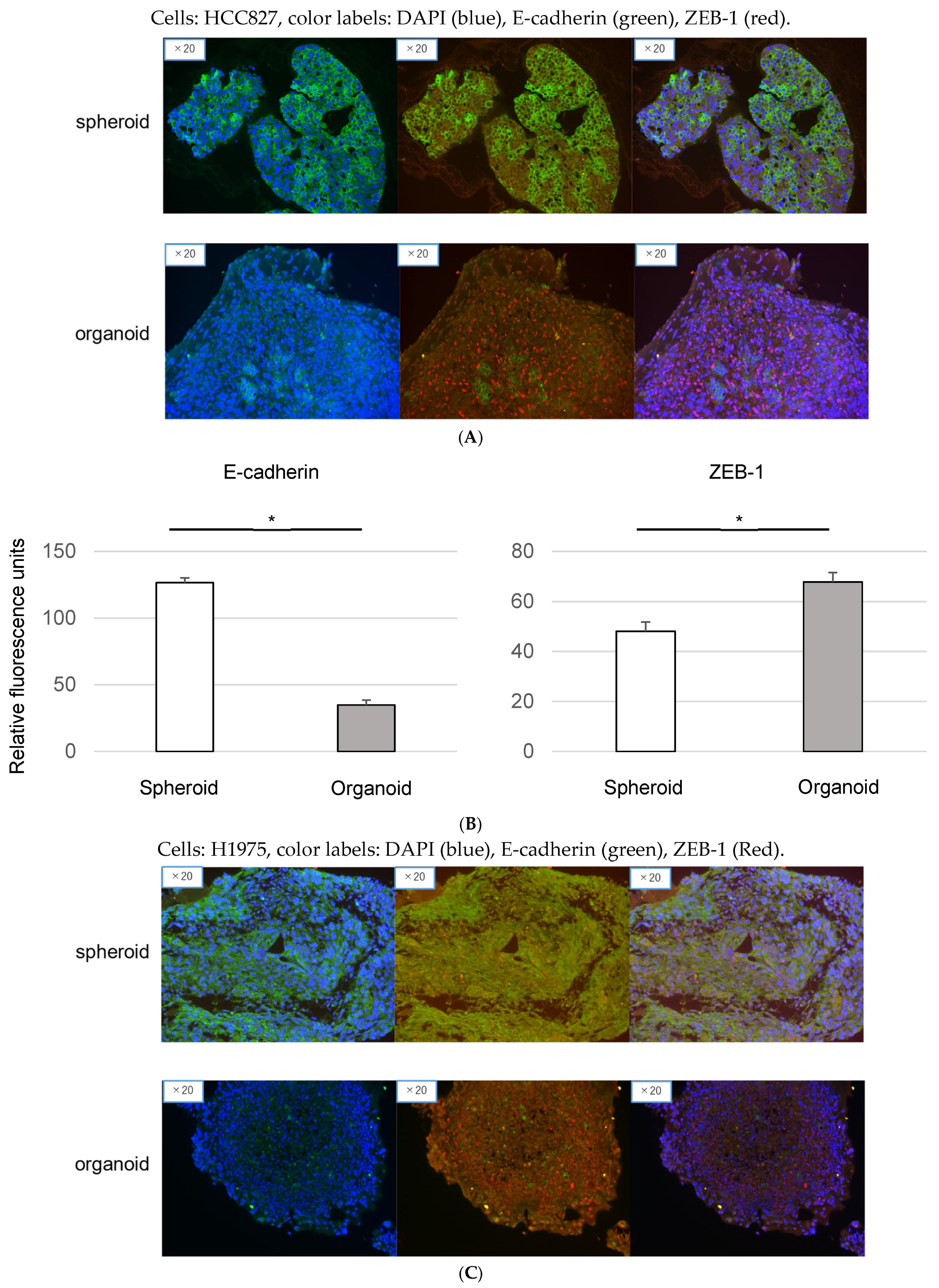 Genes 15 01624 g003a