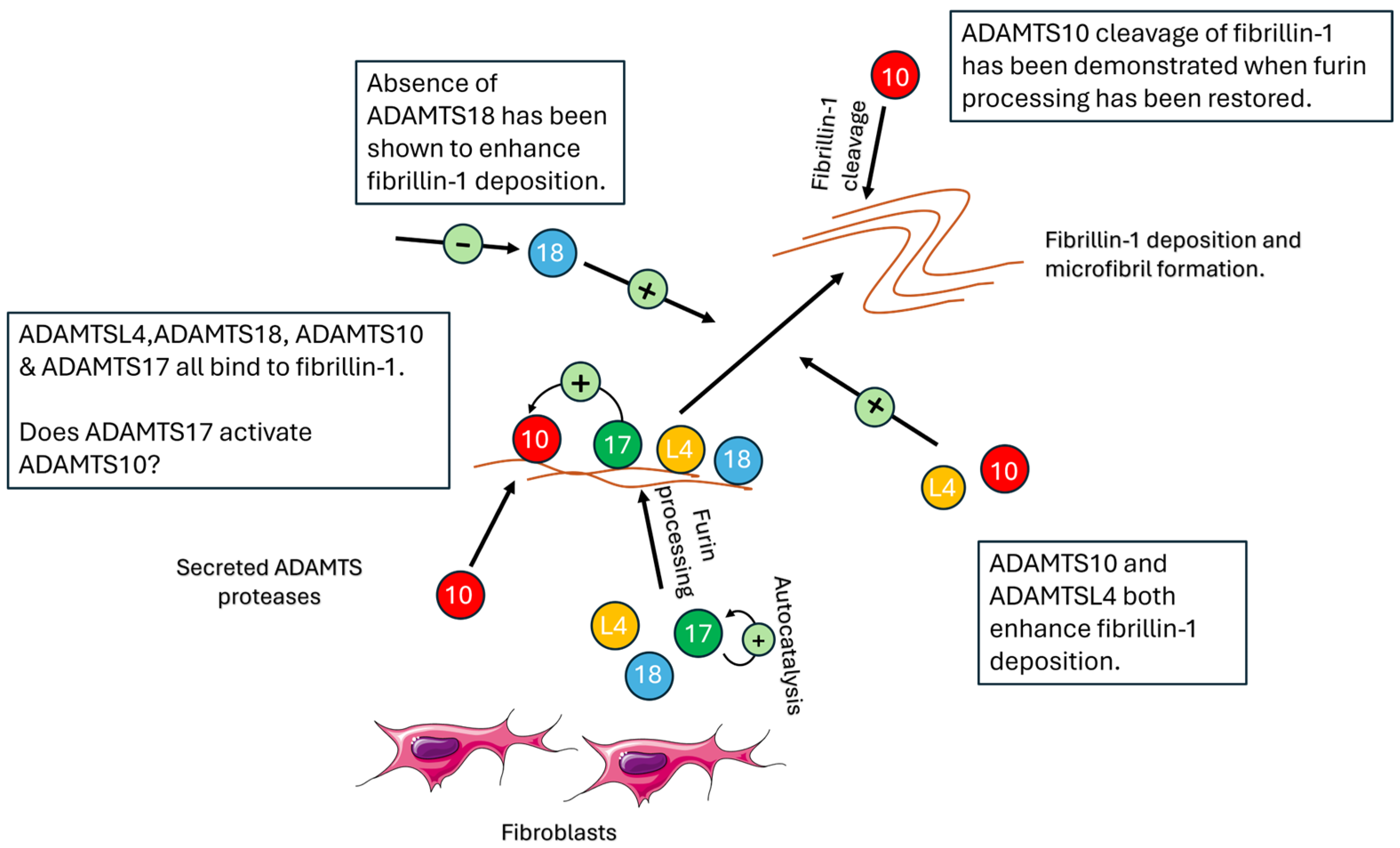 Genes 15 01632 g003 Genes 15 01632 g003