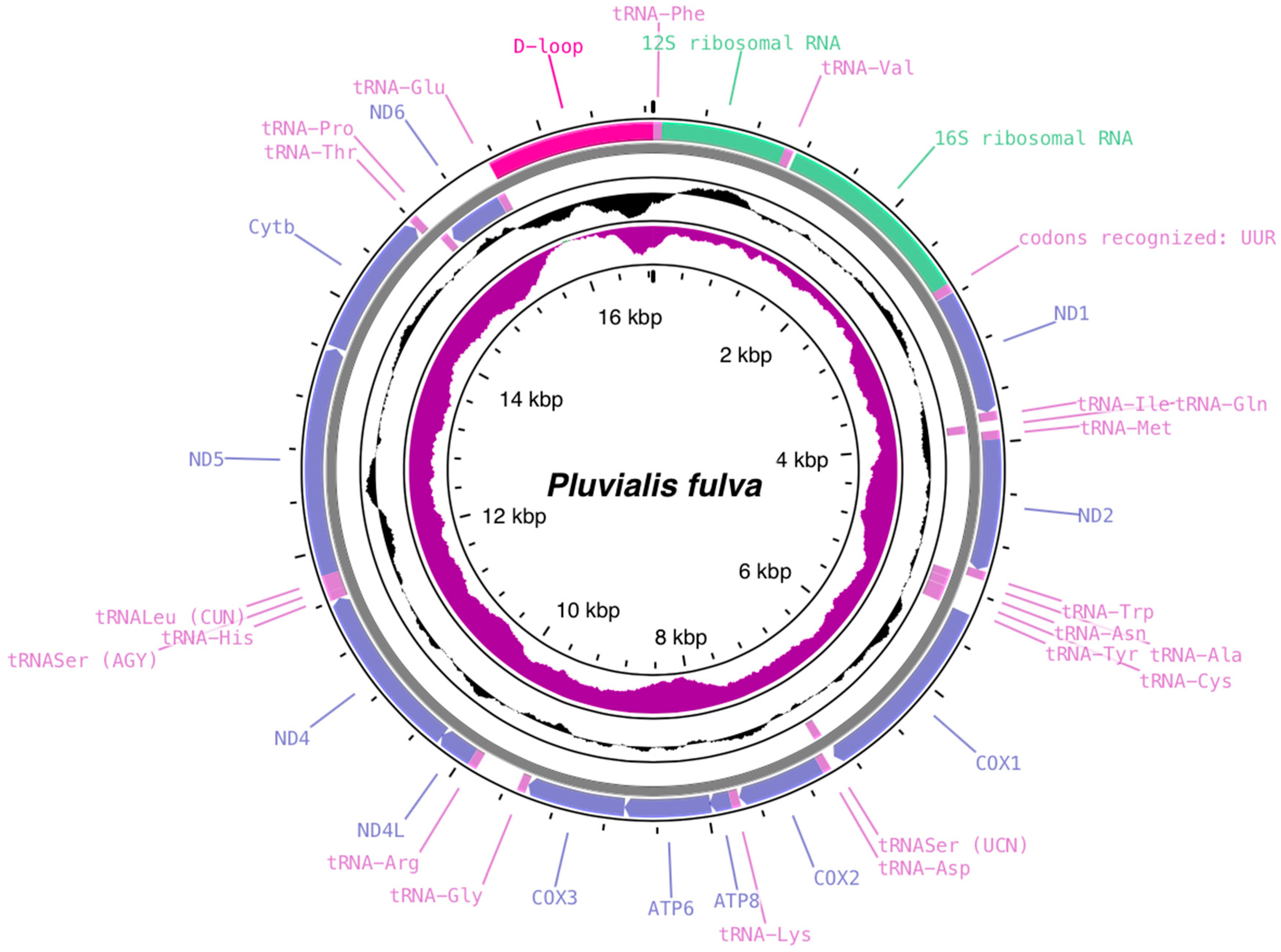 Genes 15 01642 g001b