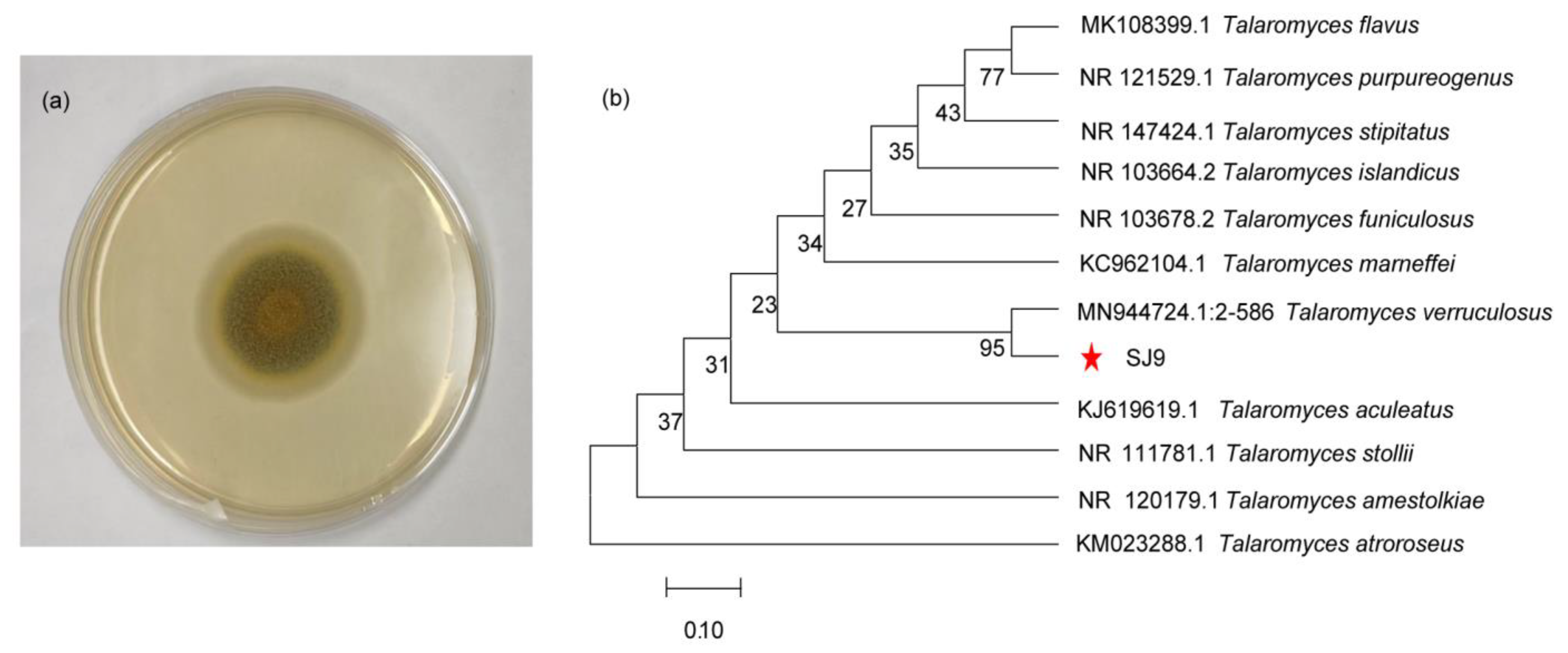Genes 15 01643 g001