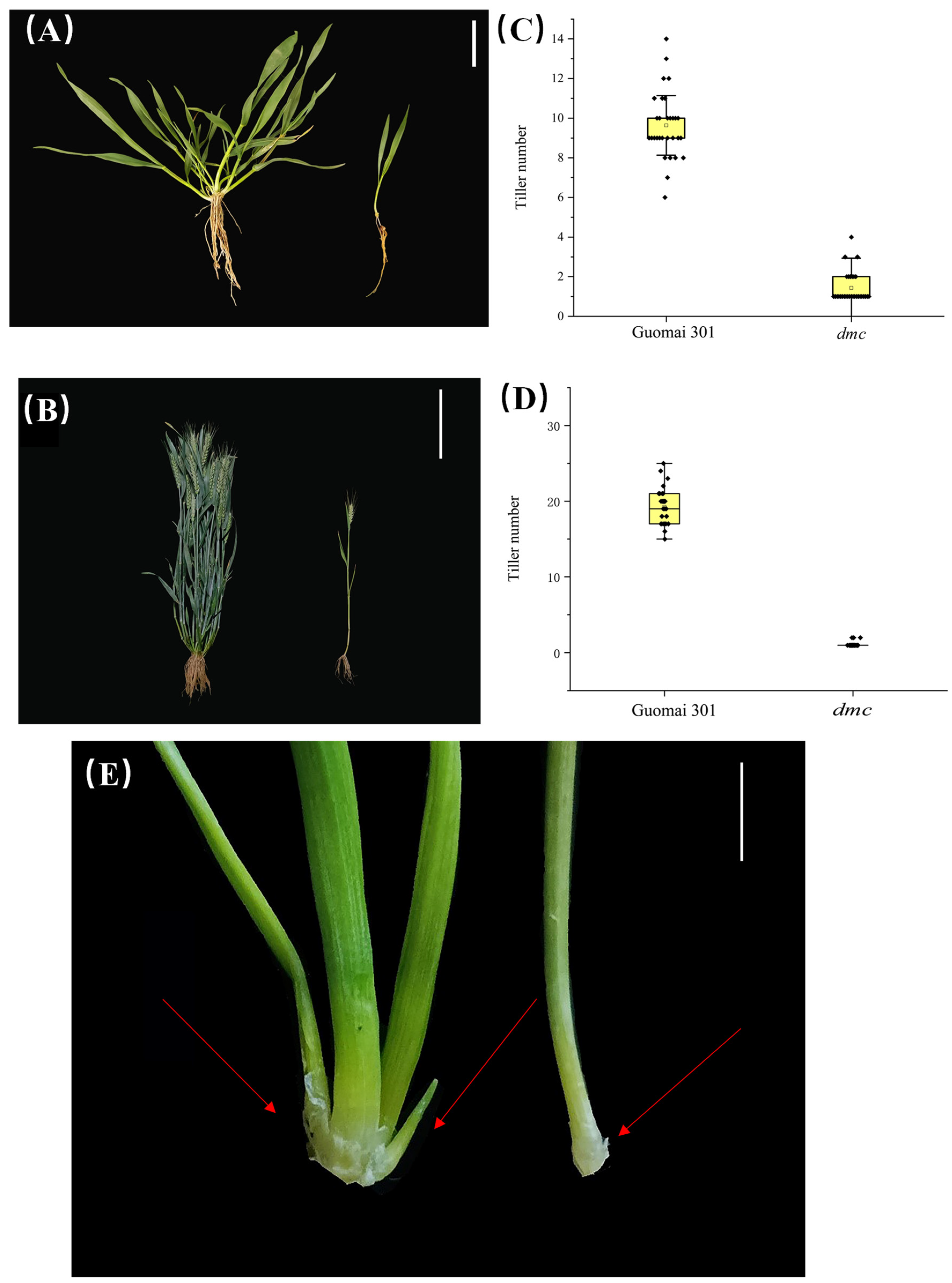 Genetic Mapping by 55K Single-Nucleotide Polymorphism Array