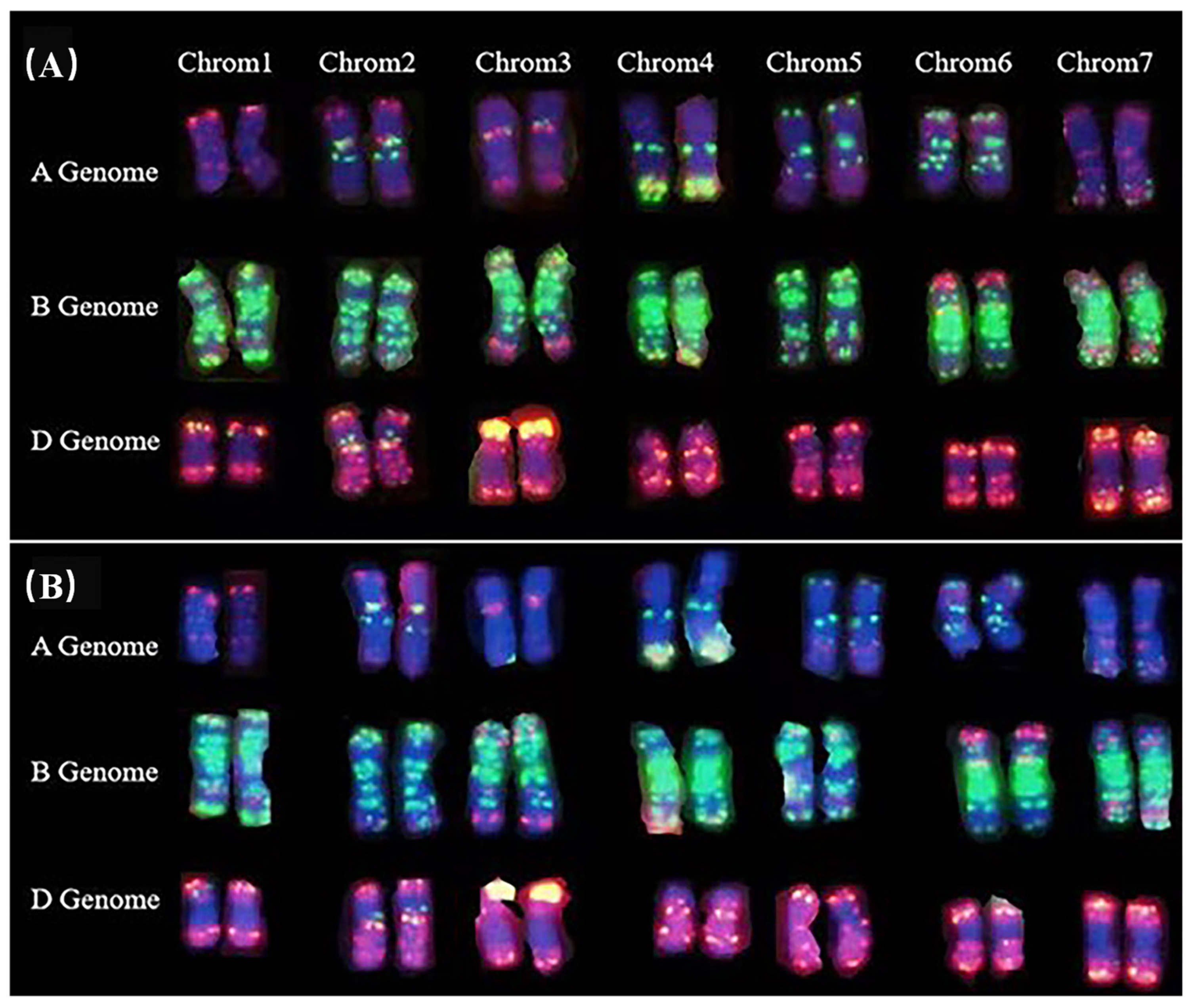 Genetic Mapping by 55K Single-Nucleotide Polymorphism Array