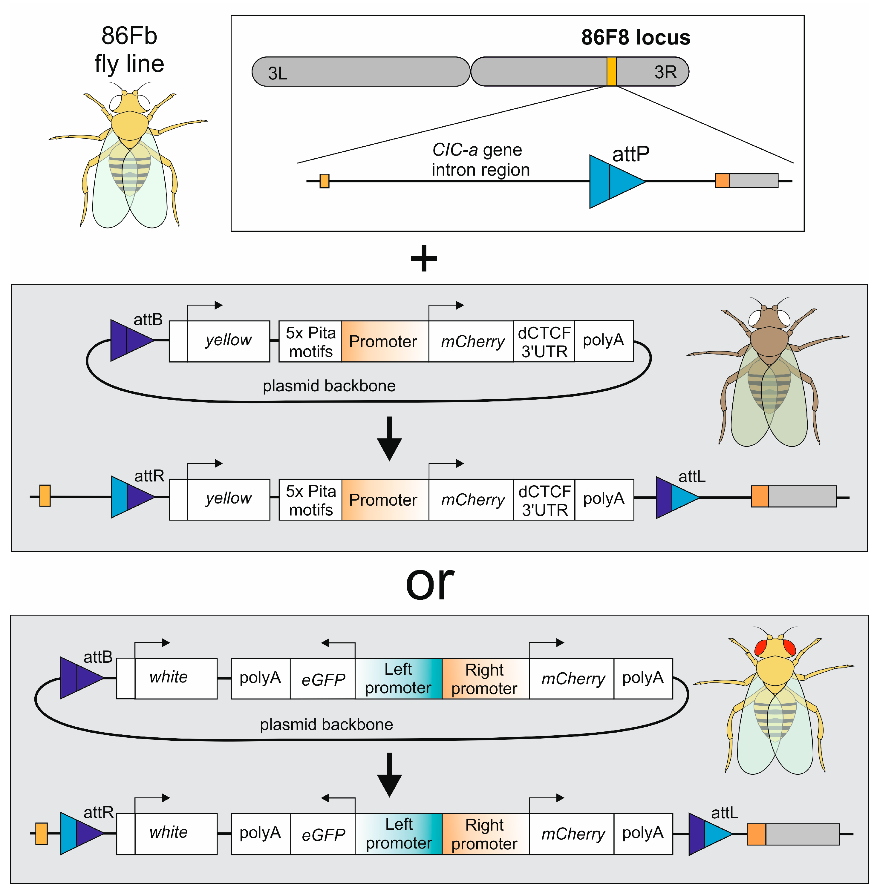 Genes 16 00003 g001 Genes 16 00003 g001