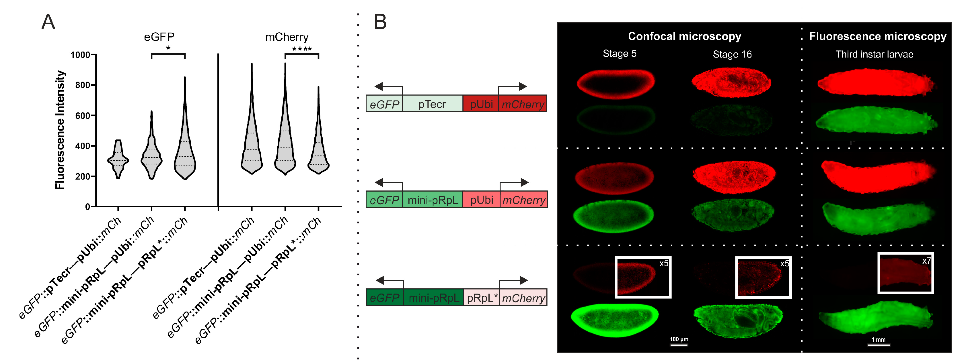 Genes 16 00003 g003 Genes 16 00003 g003