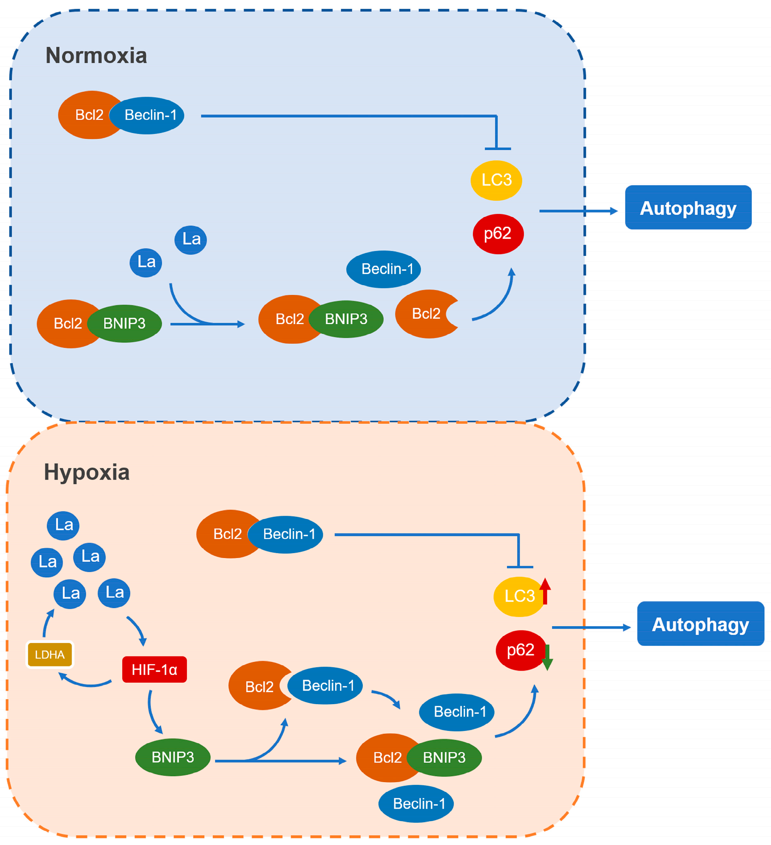 Genes 16 00014 g007 Genes 16 00014 g007