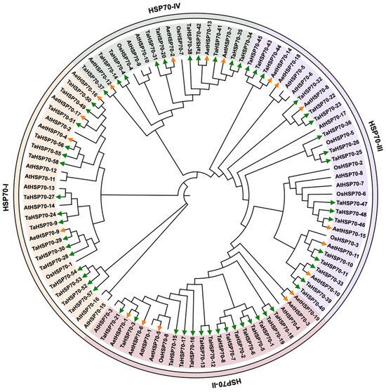 Genome-Wide Identification and Characterization of HSP70